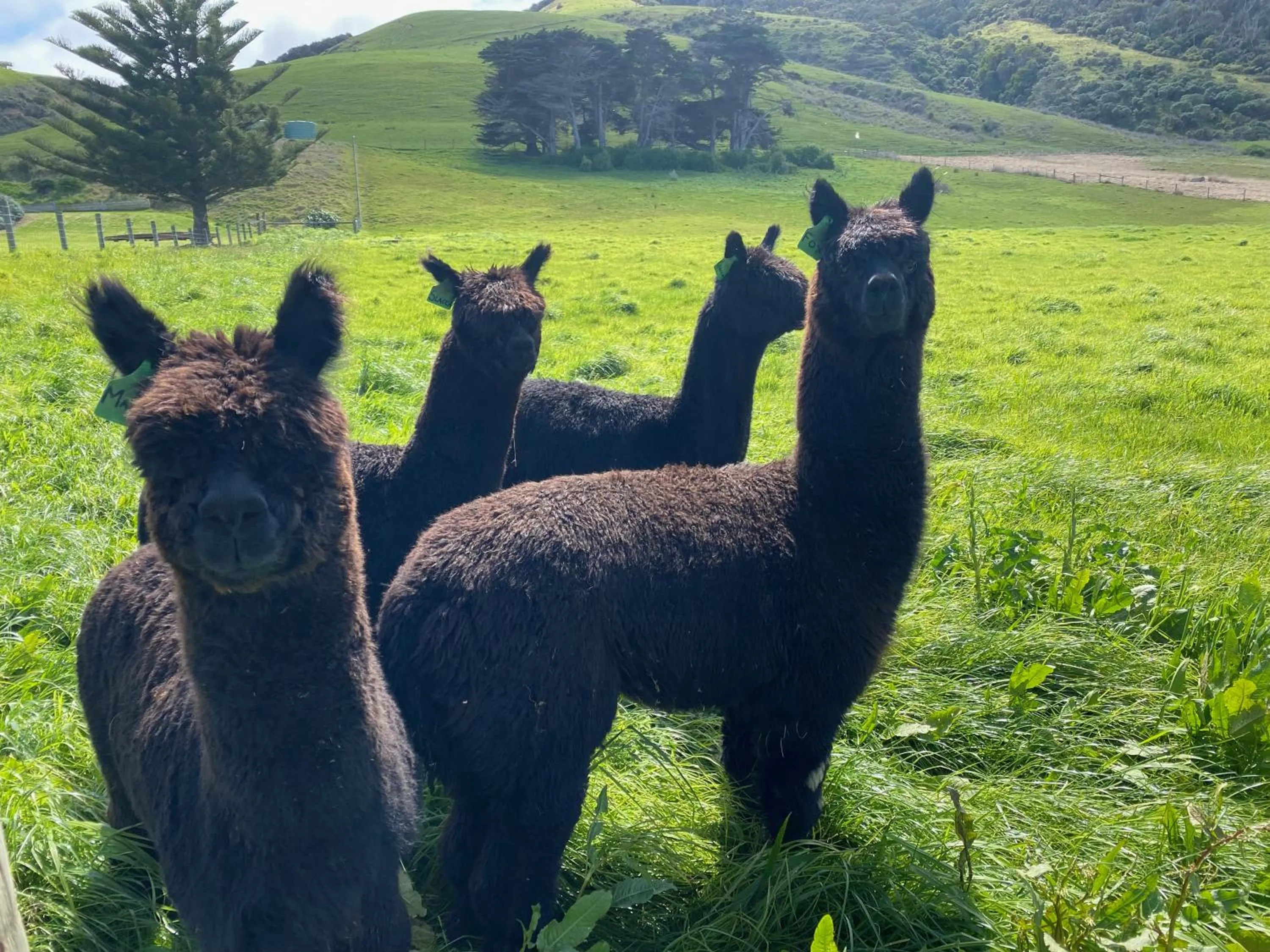 Animals in Seacroft Estate