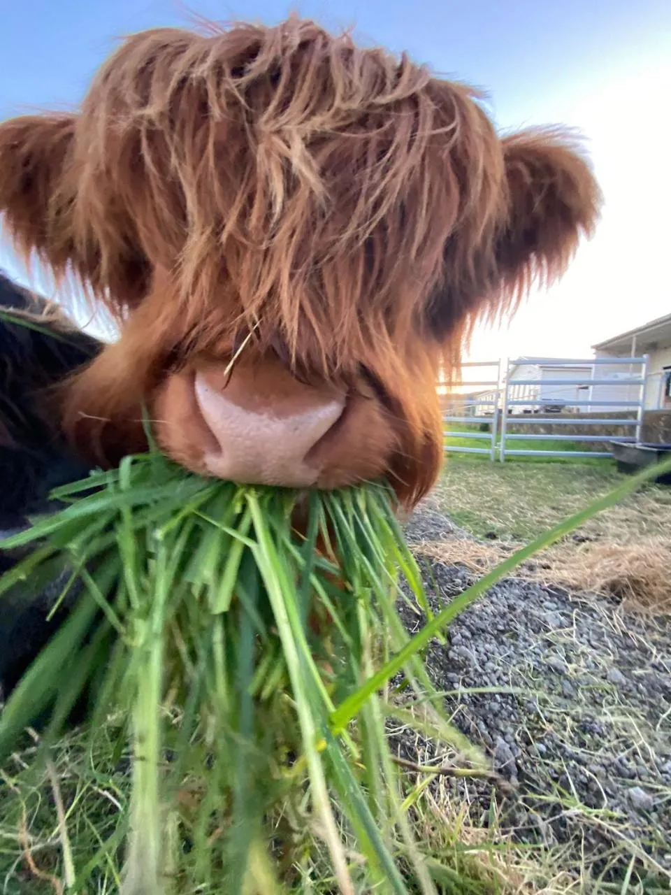 Animals in Seacroft Estate