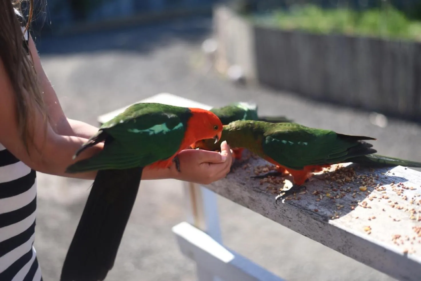 Animals in Seacroft Estate