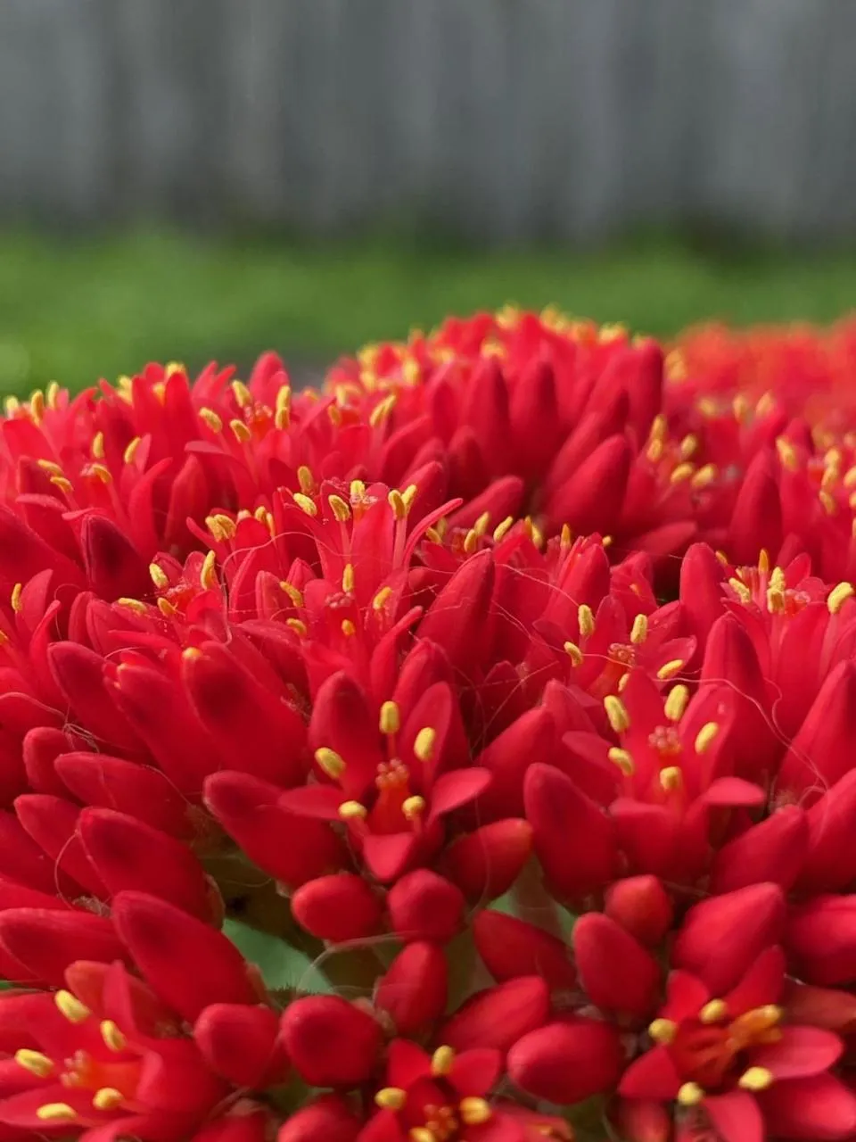Garden in Seacroft Estate