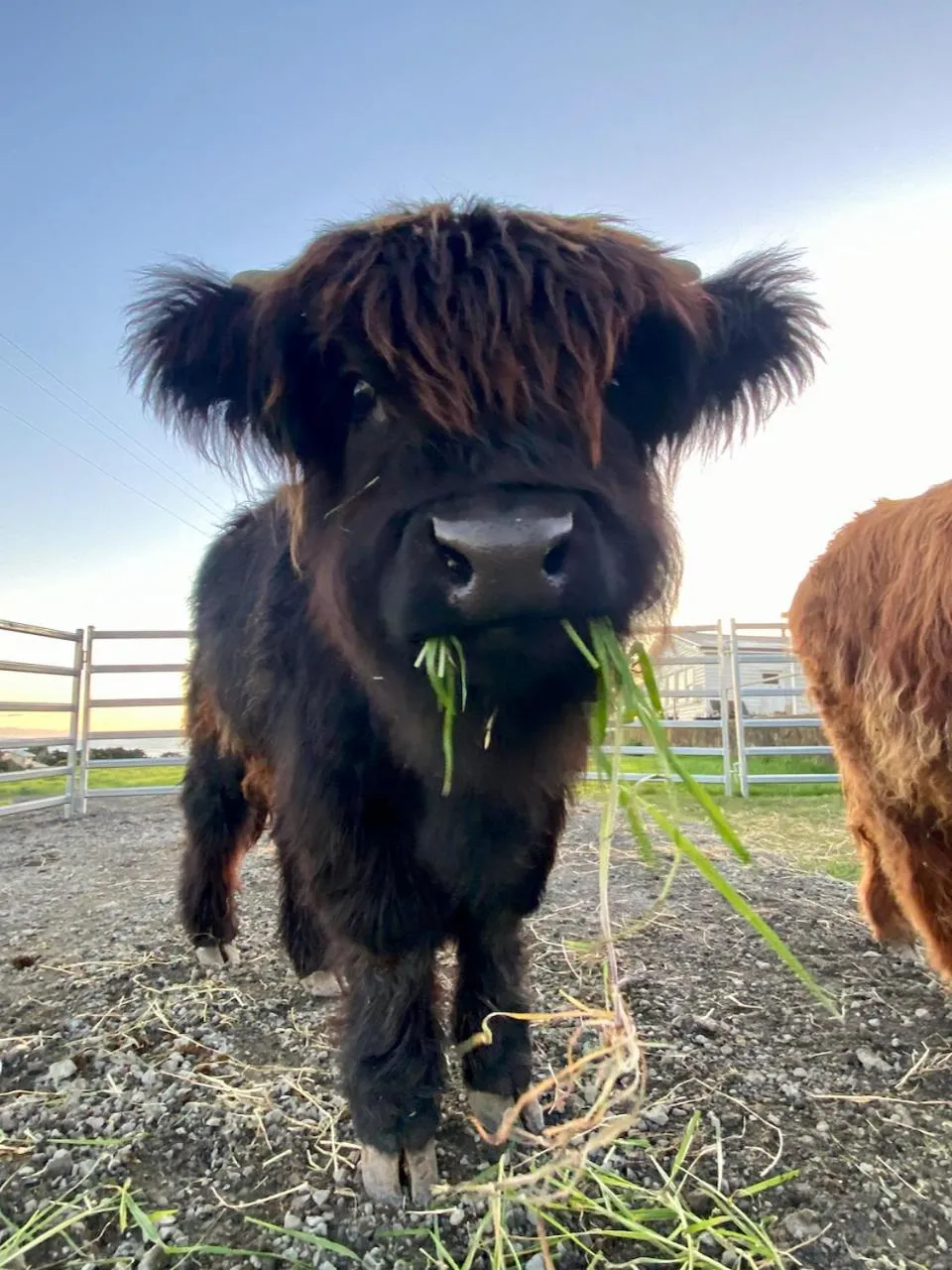 Animals in Seacroft Estate