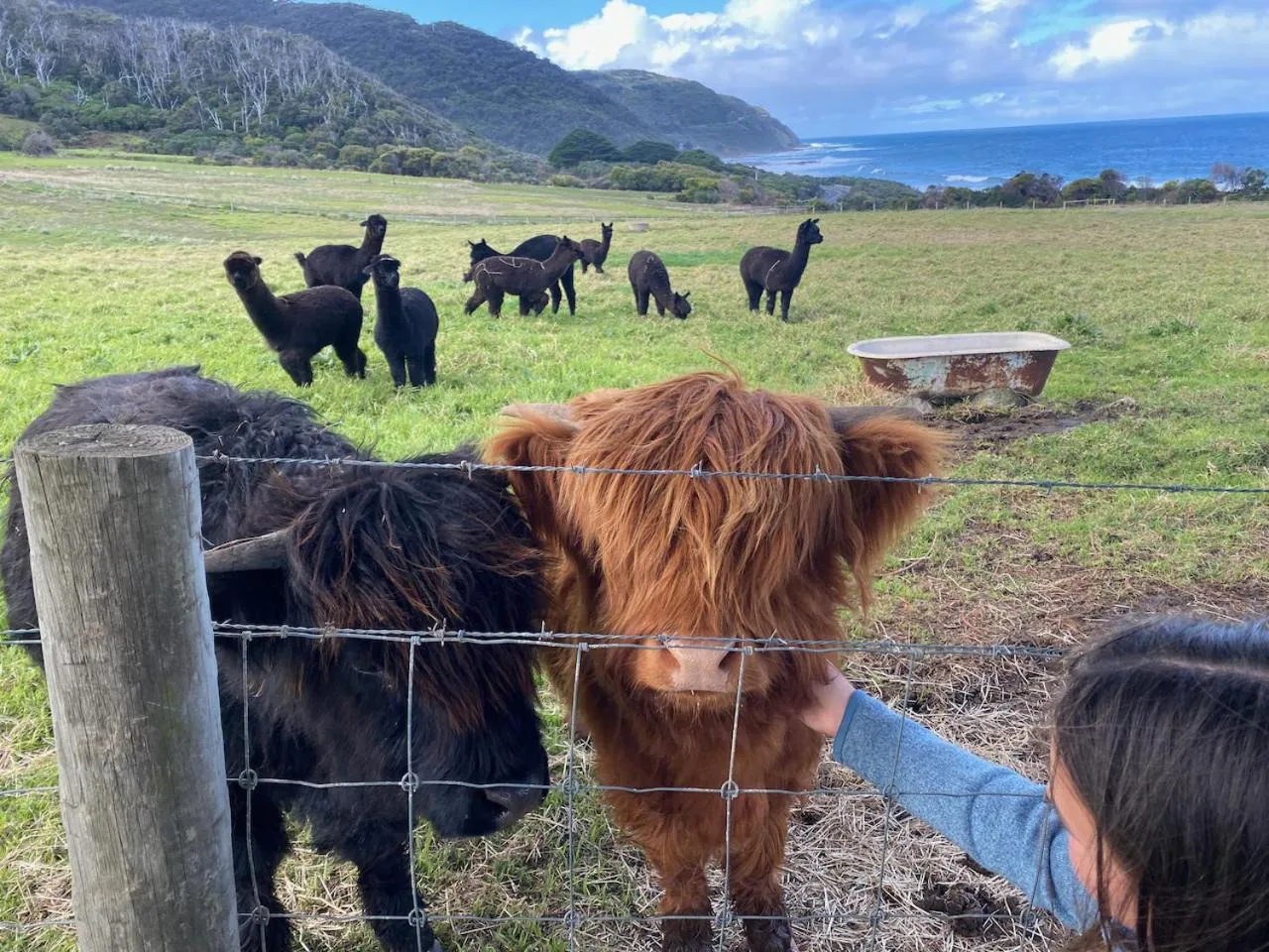 Animals in Seacroft Estate