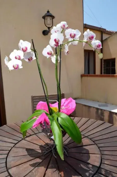 Balcony/Terrace in Cassisi Hotel