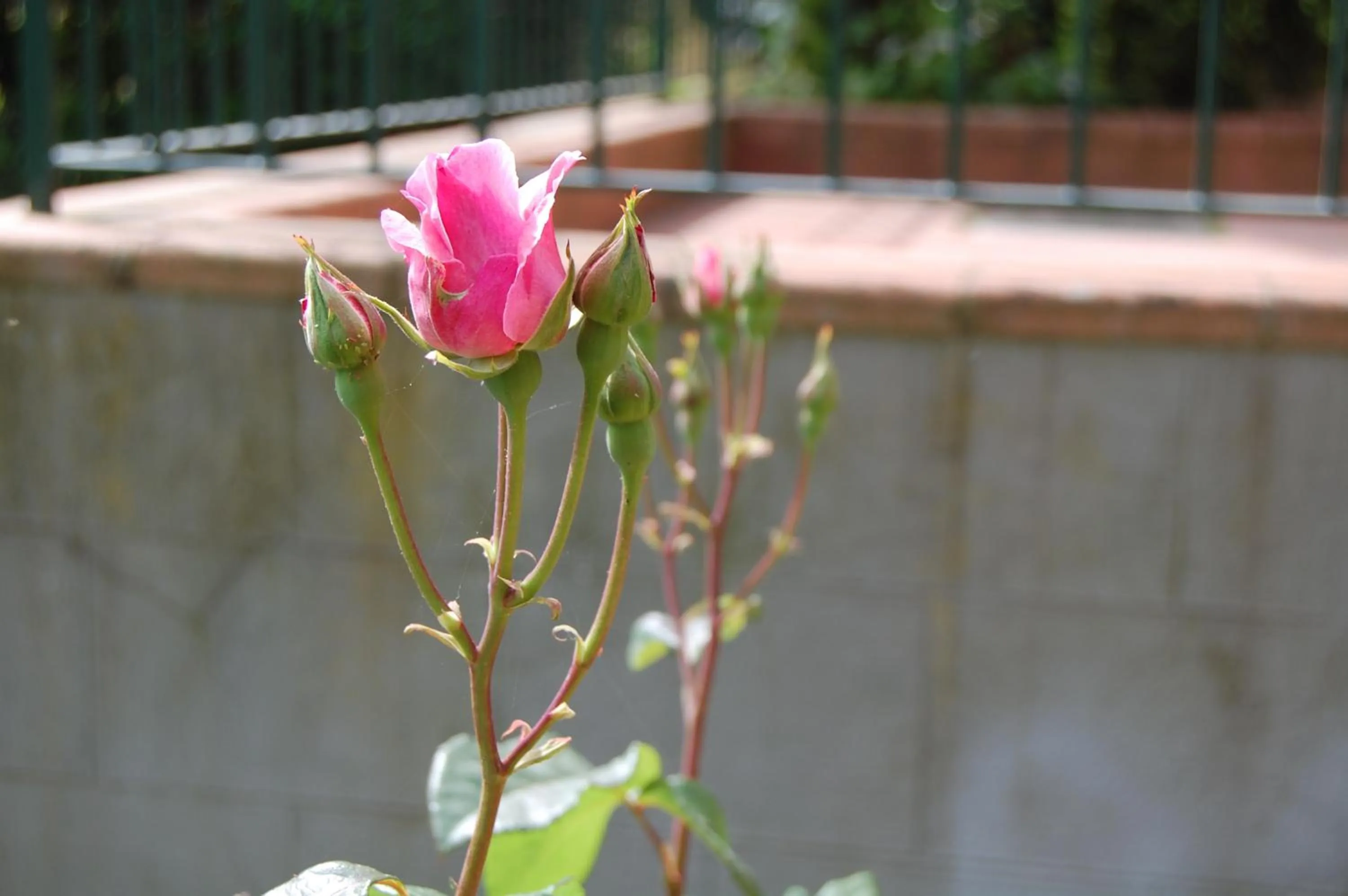 Garden in Villa Romita