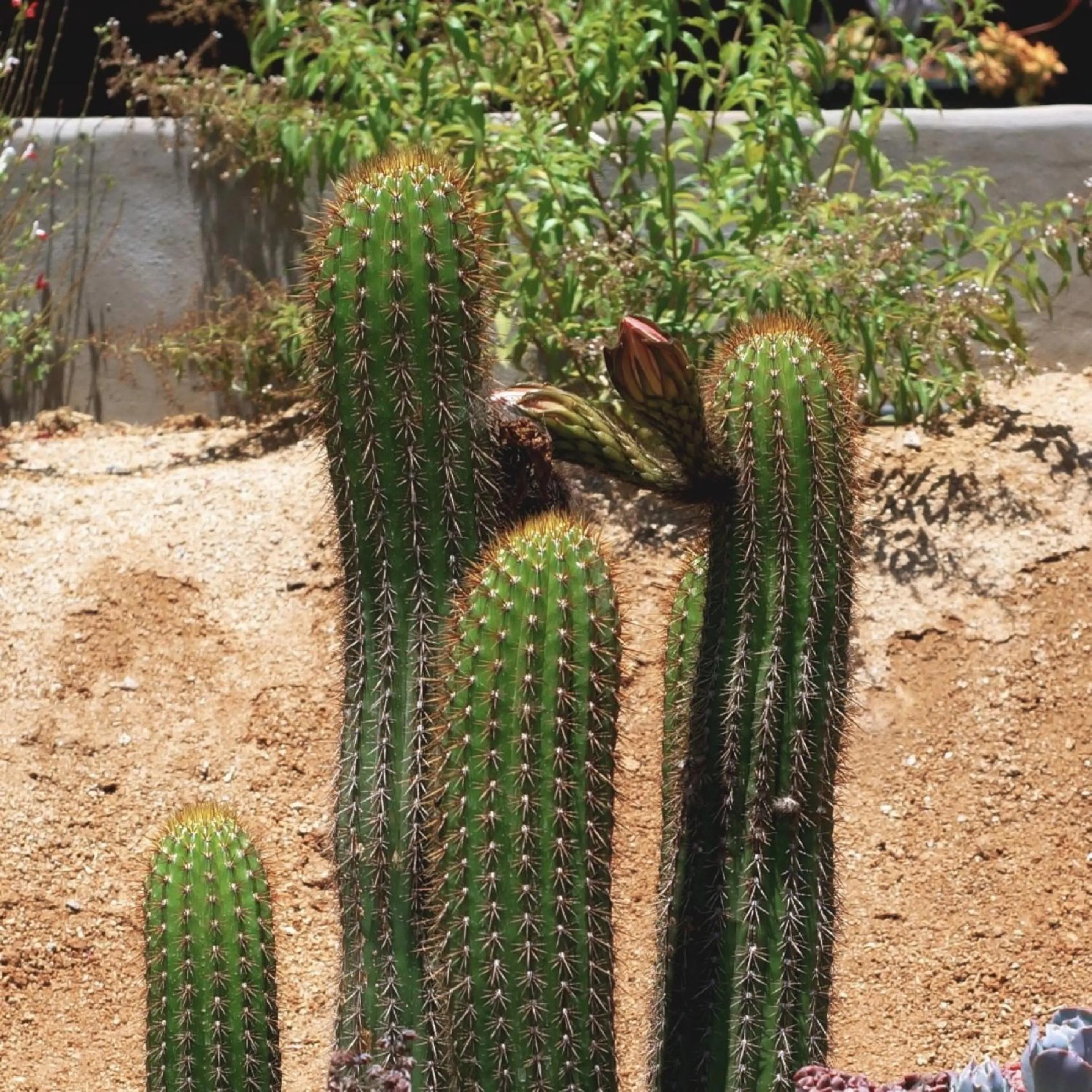 Garden in Hotel Otero Valle de Guadalupe