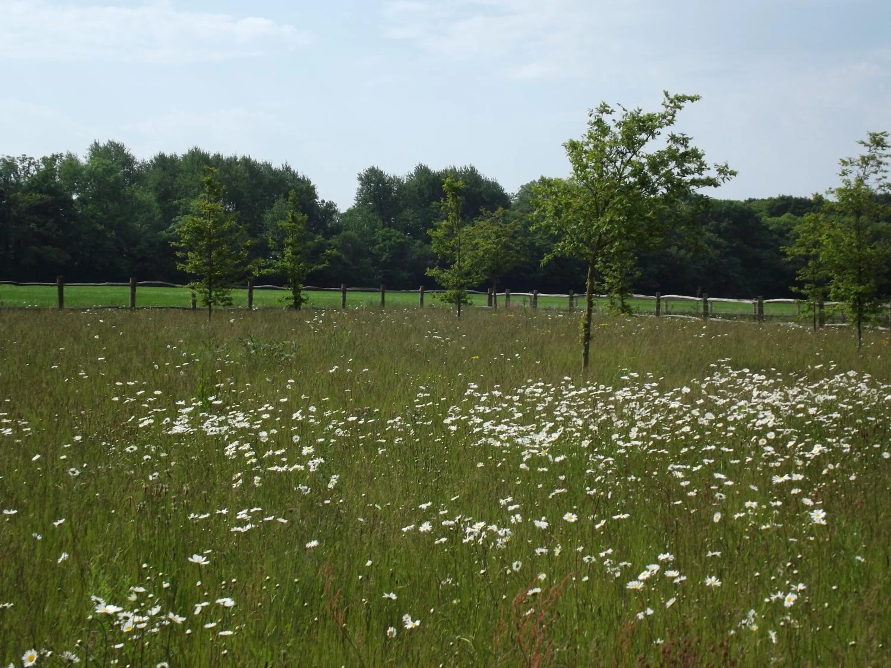 Garden in The Suites at Pannells Ash