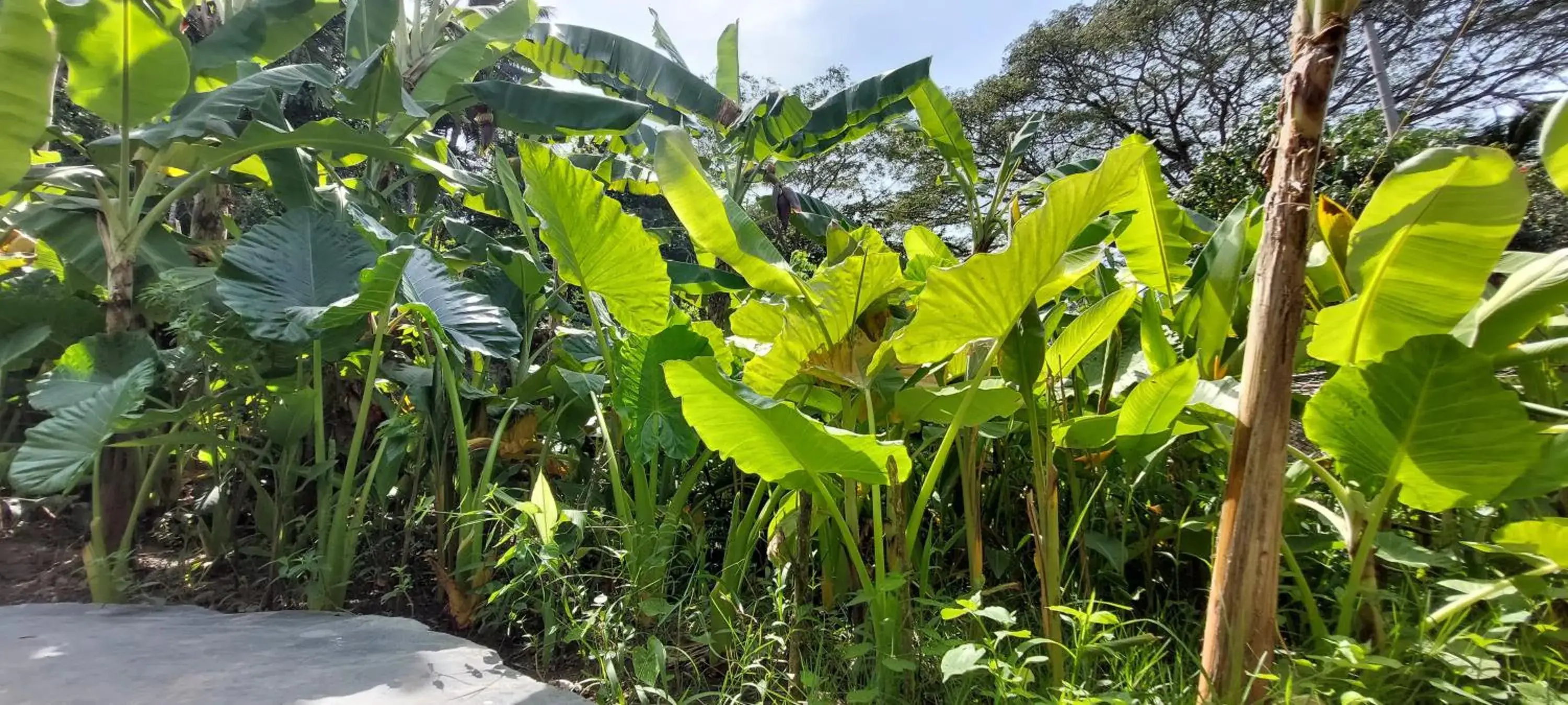 Garden view in Matsya Garden view in Matsya