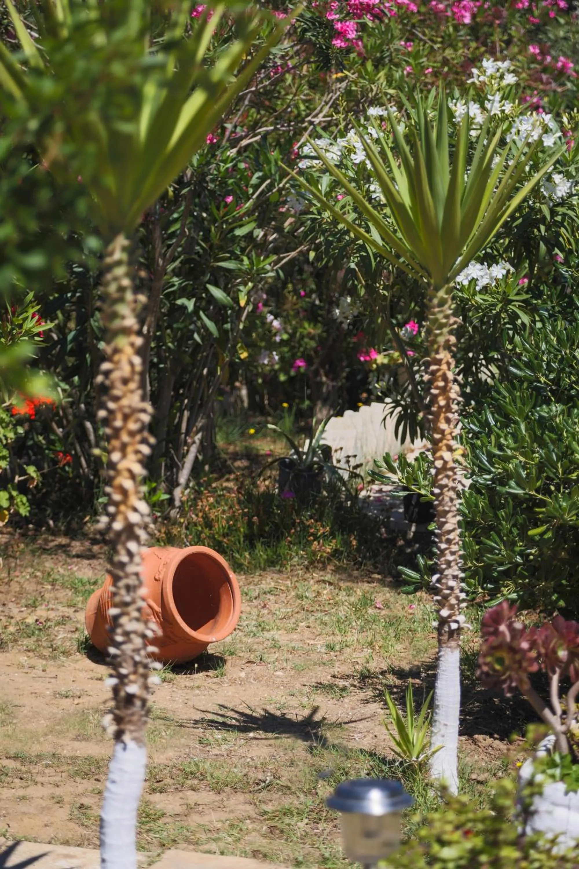 Garden in Villa Joanna