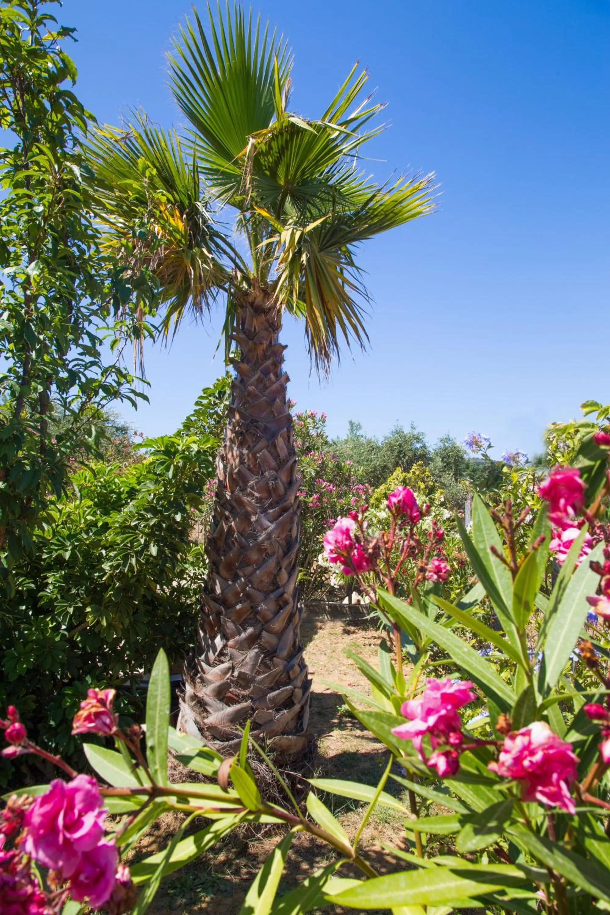 Garden in Villa Joanna