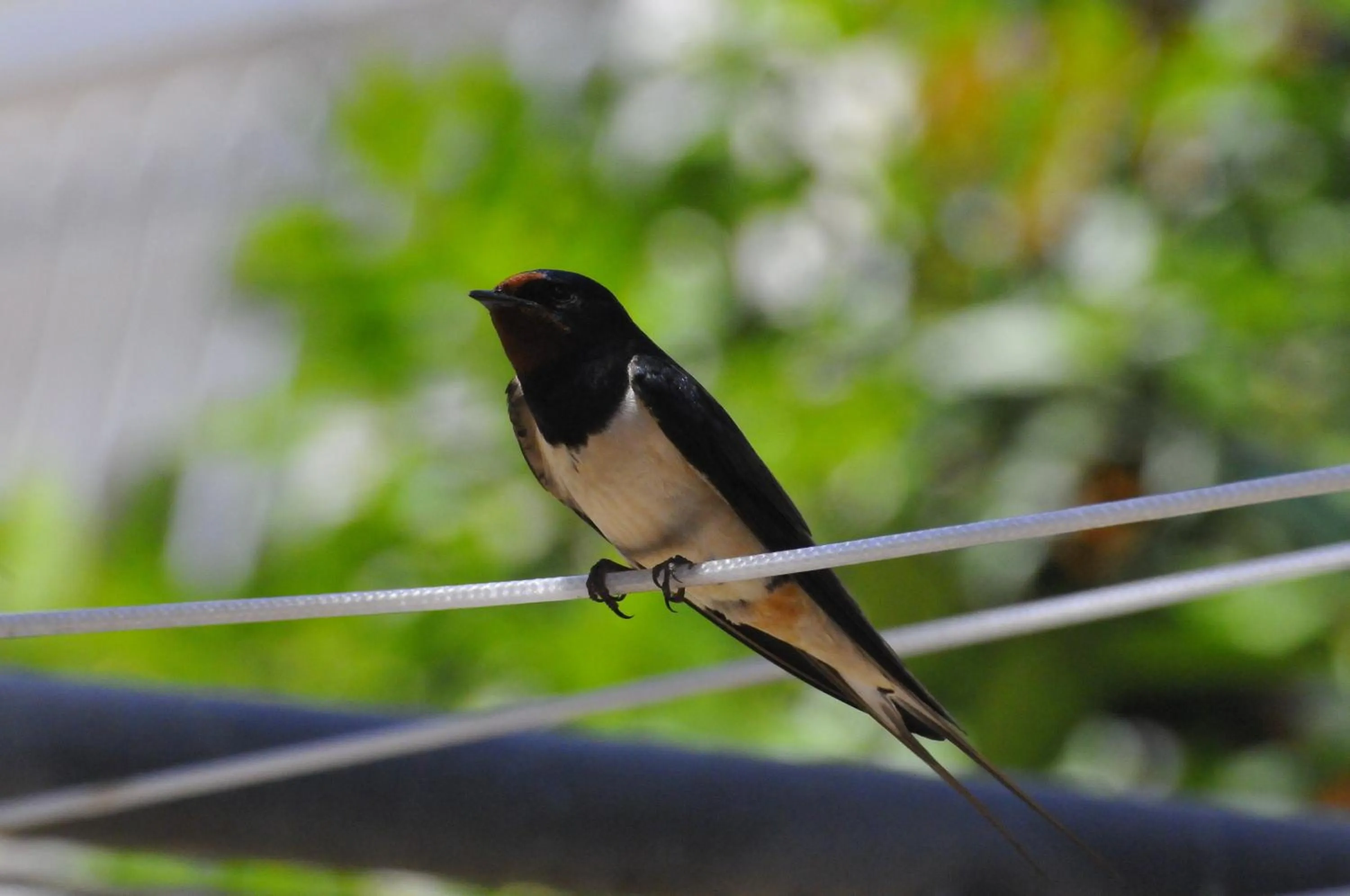 Balcony/Terrace in La Tavernetta