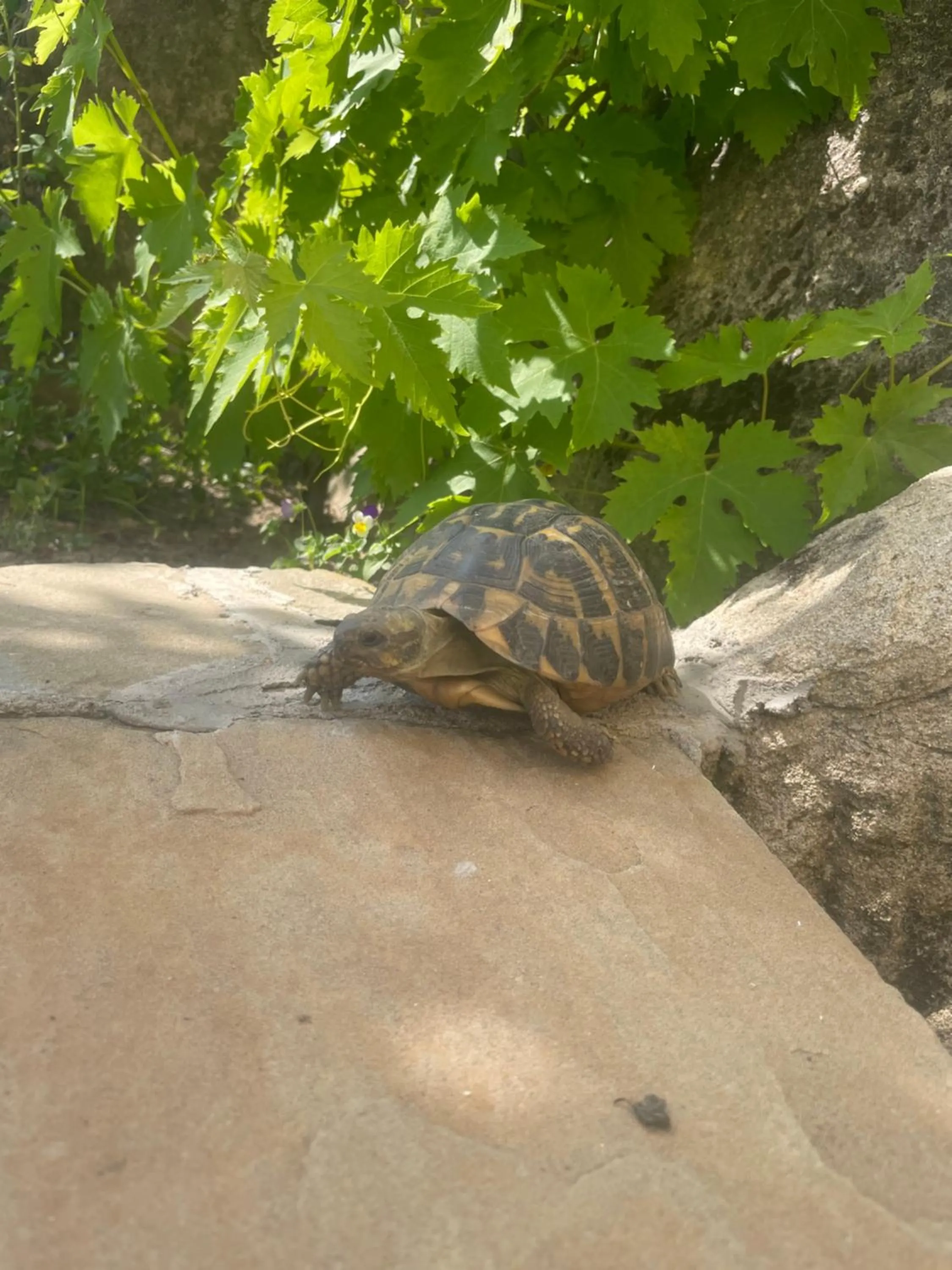 Garden in B&B L'Arenaria