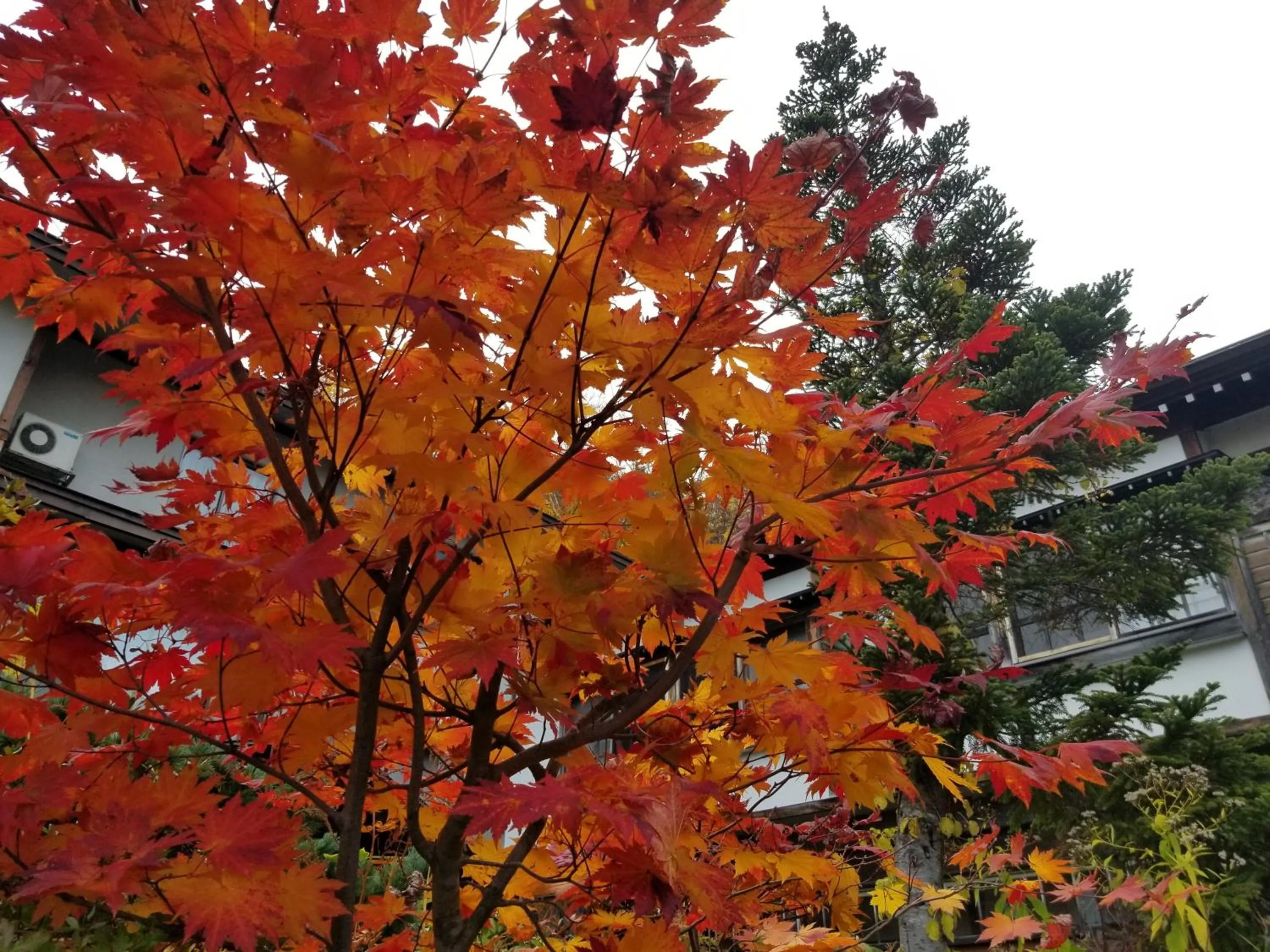 Tsuta Onsen Ryokan