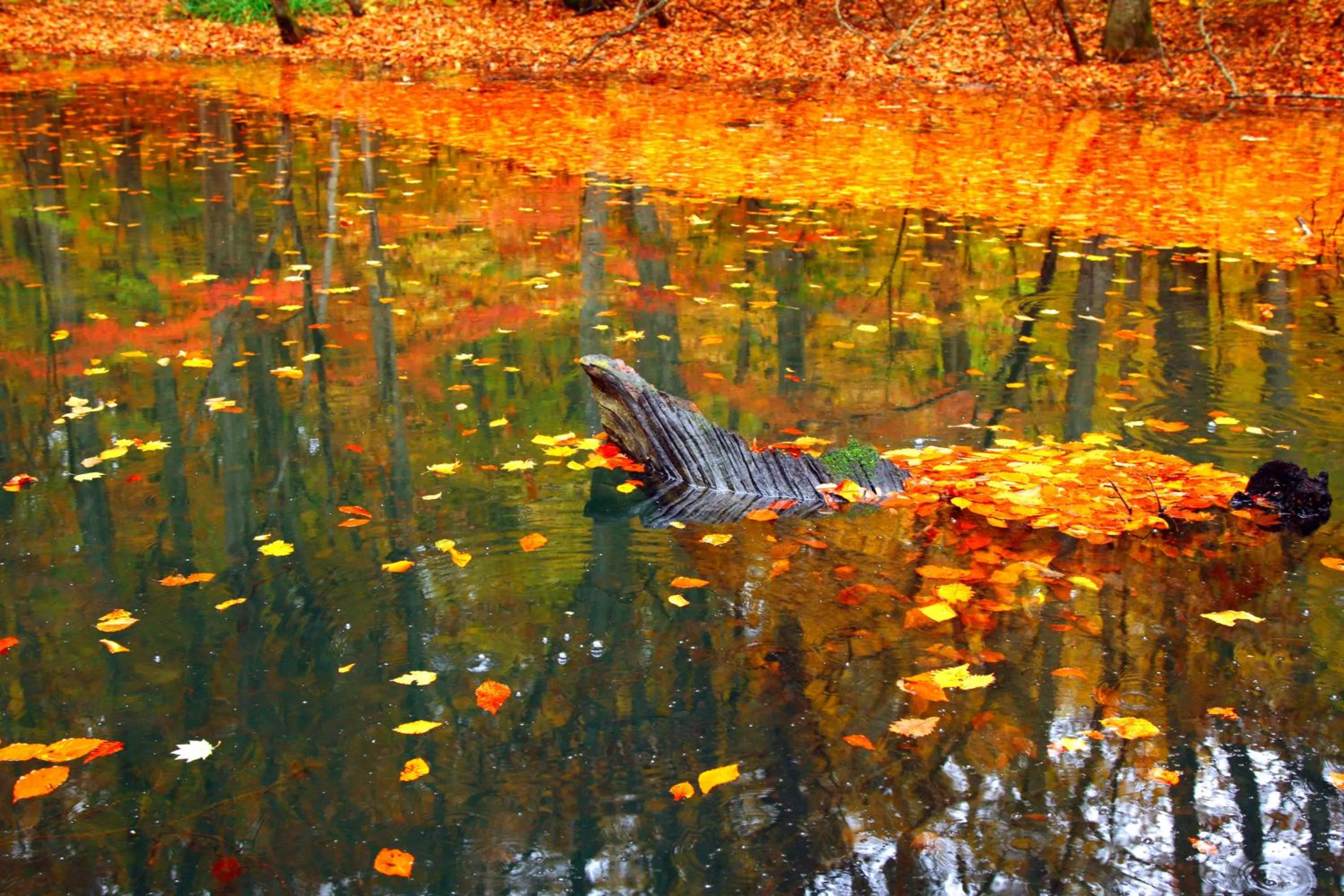 Nearby landmark in Tsuta Onsen Ryokan