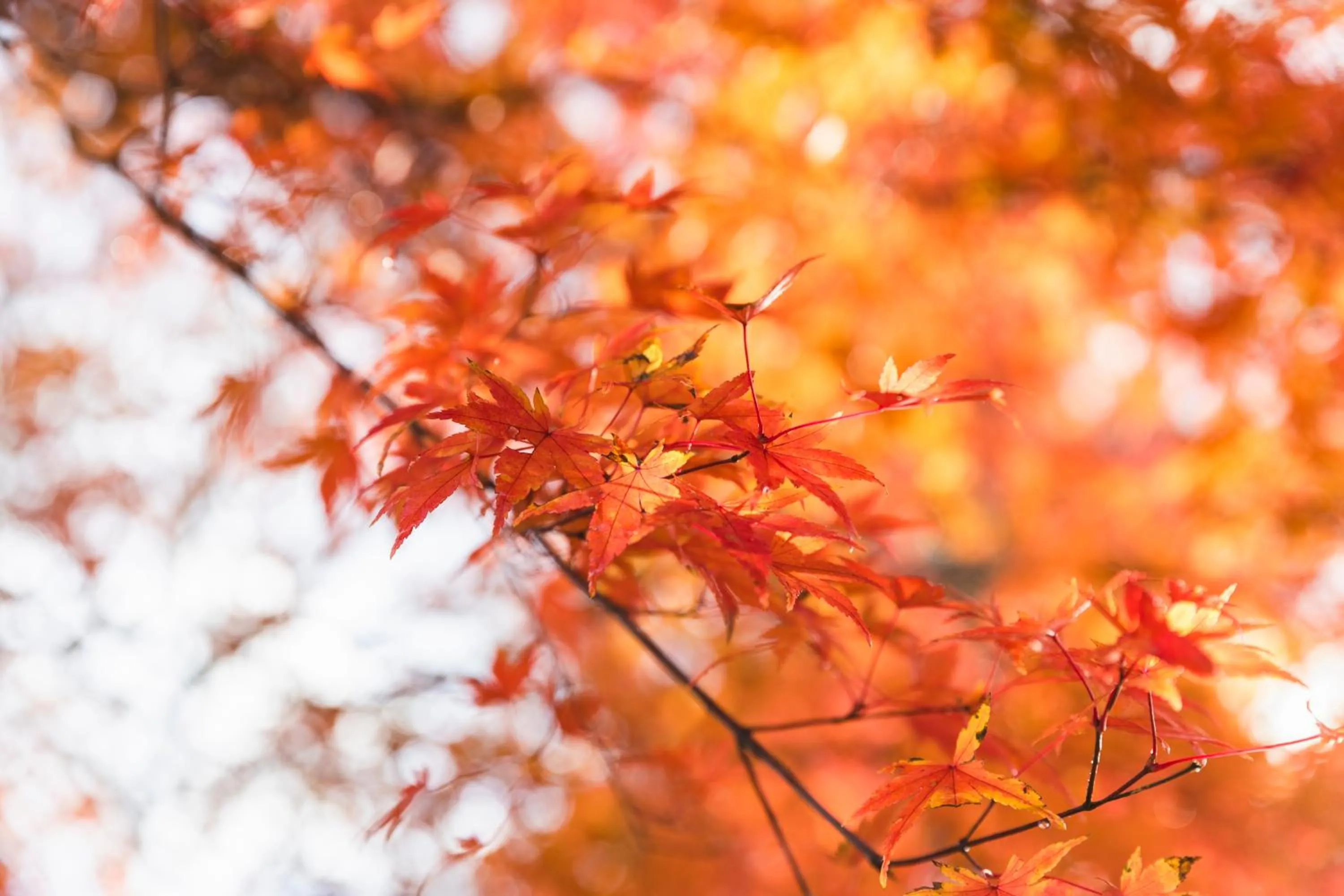 Nearby landmark in Tsuta Onsen Ryokan