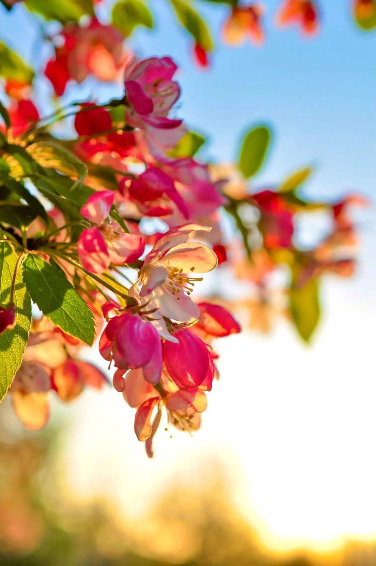 Garden in Pura Villa- Buganvillas Ayamonte