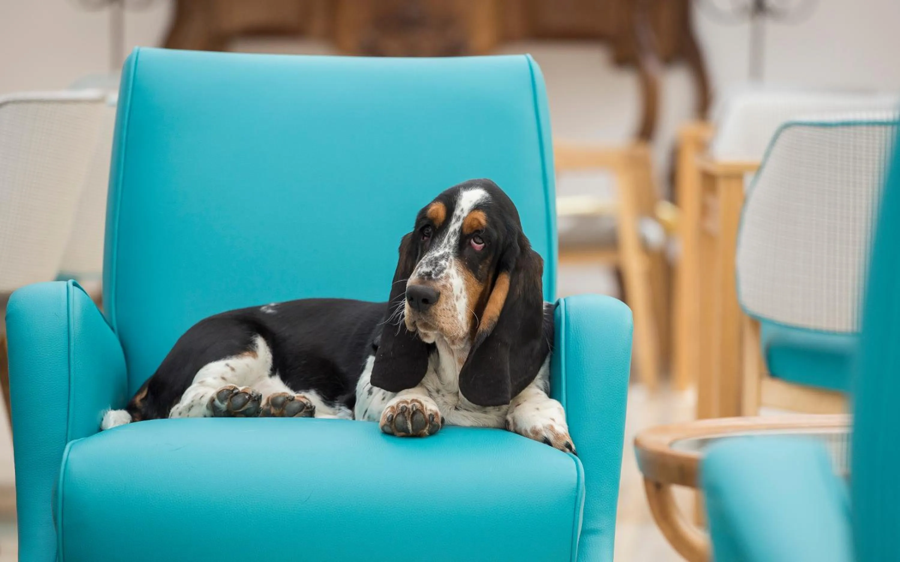 Pets in Hotel Conca Park