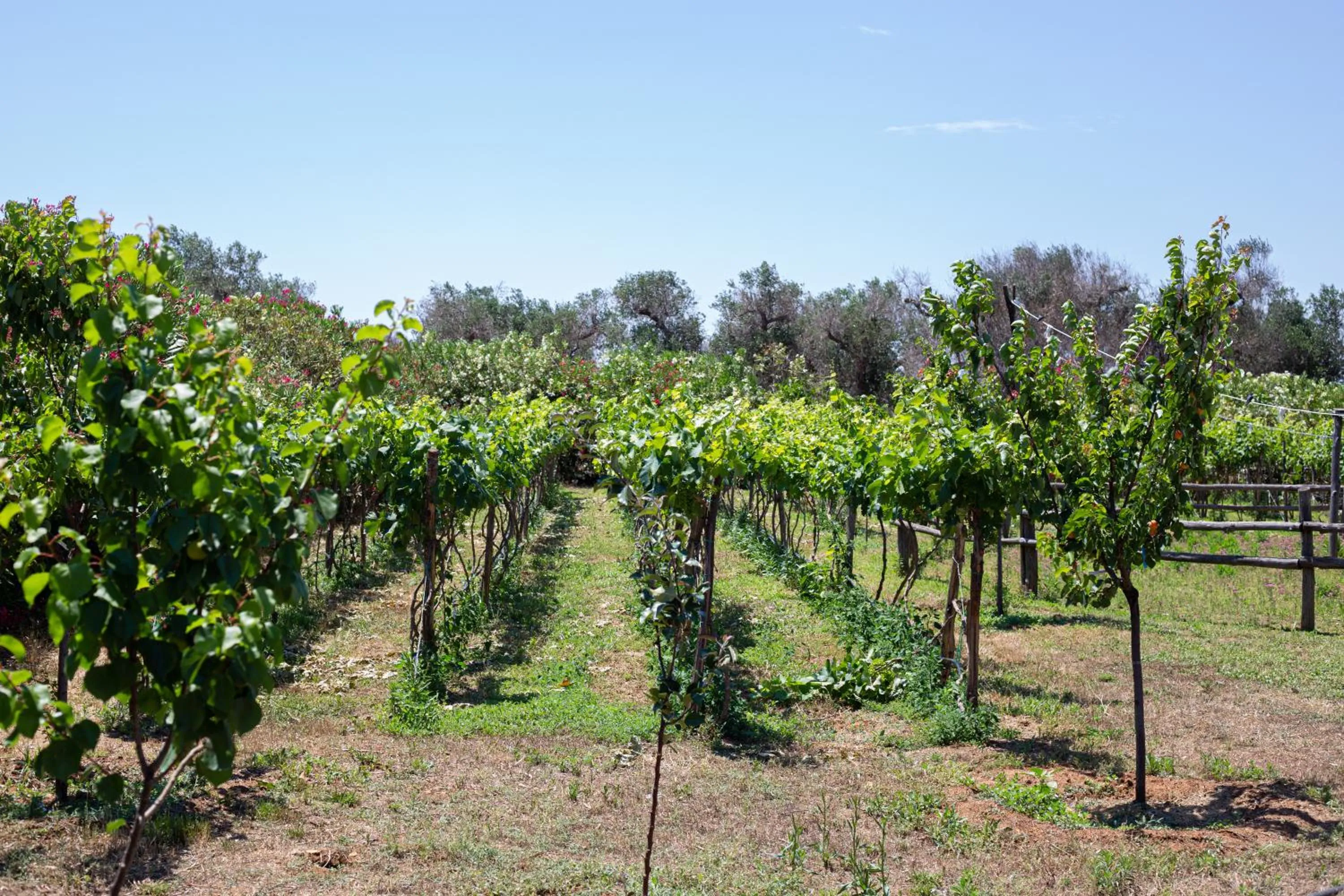 Natural landscape in Masseria Messapia Wine Resort & Spa Salento