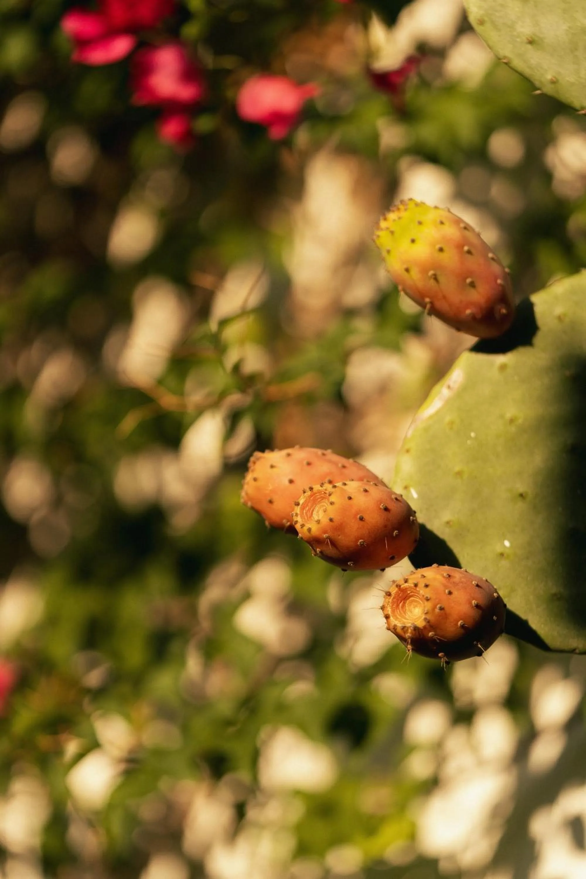 Garden view in Masseria Messapia Wine Resort & Spa Salento