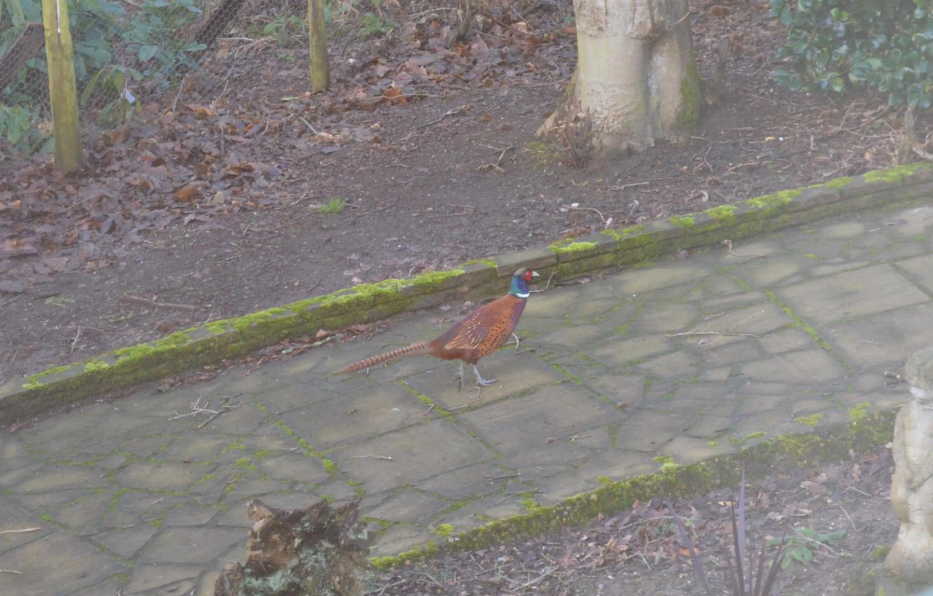 Garden in Thornybank