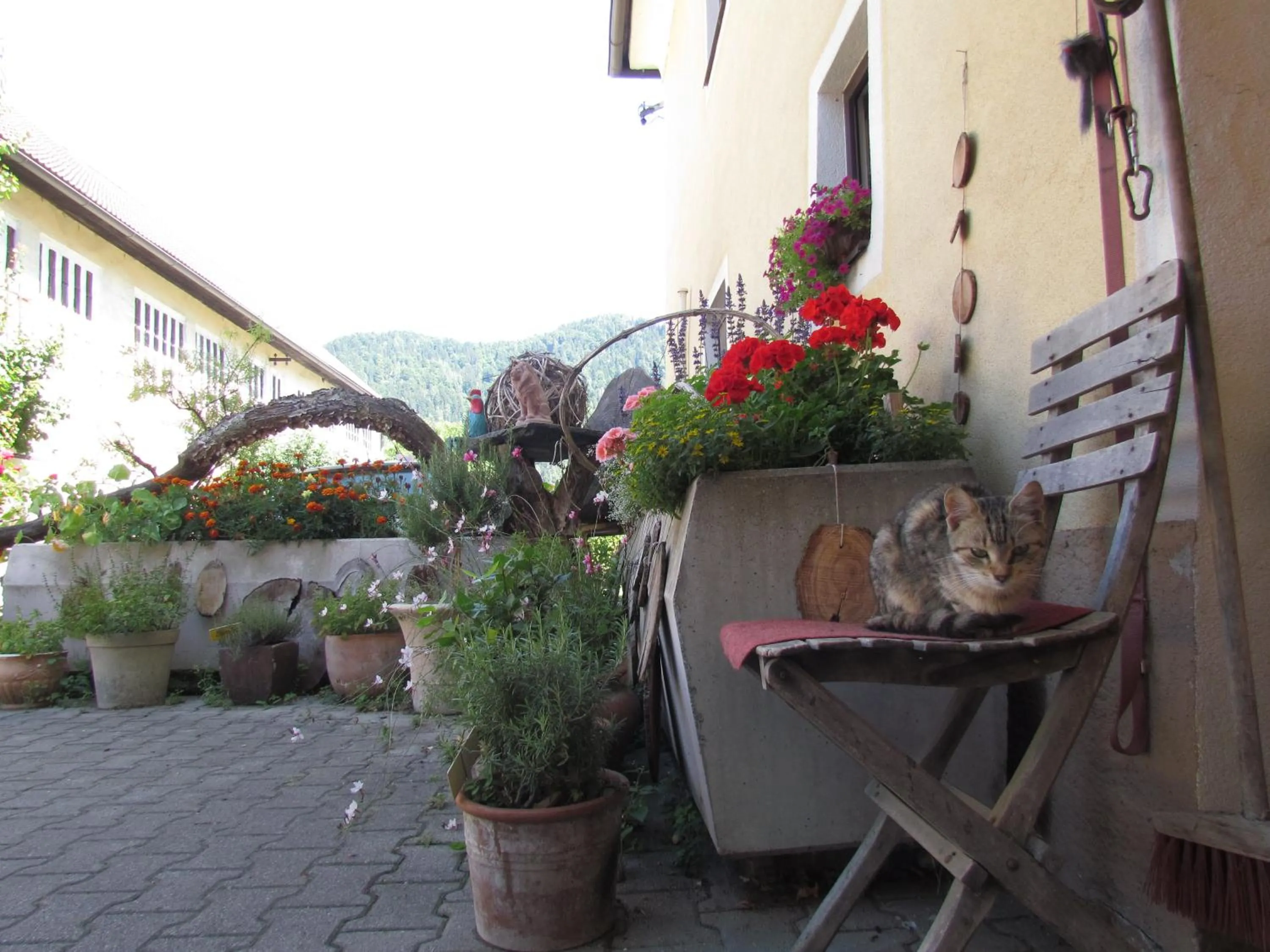 Pets in Gasthof Pension Rabl