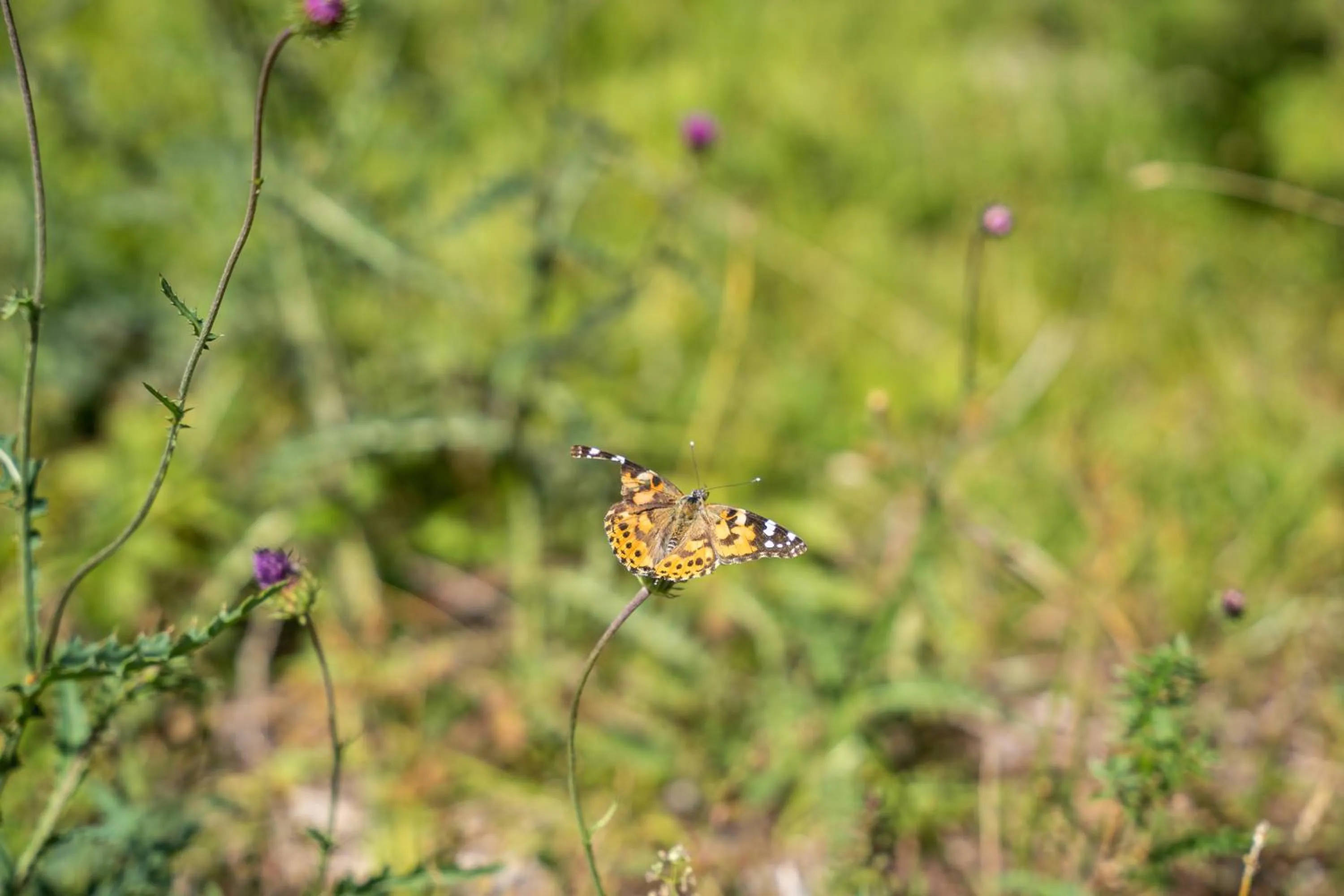 Off site in PanoramaHotel Penegal