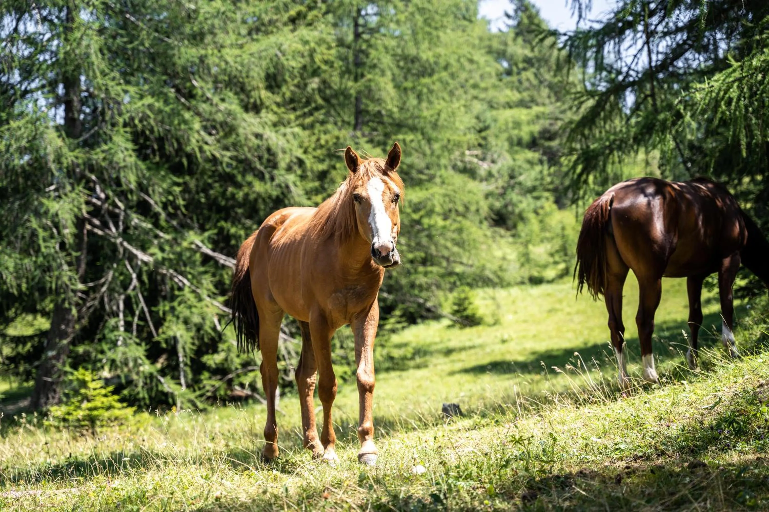 Animals in PanoramaHotel Penegal
