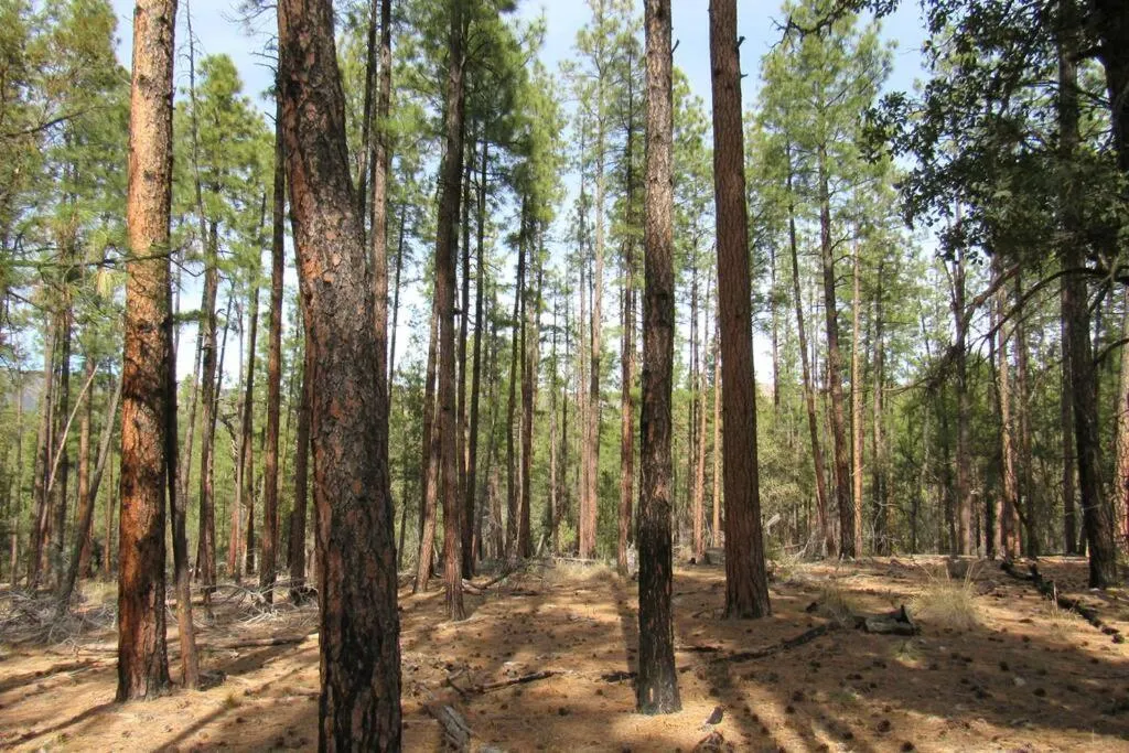 Forest Cabin 4 Cowboys Dream