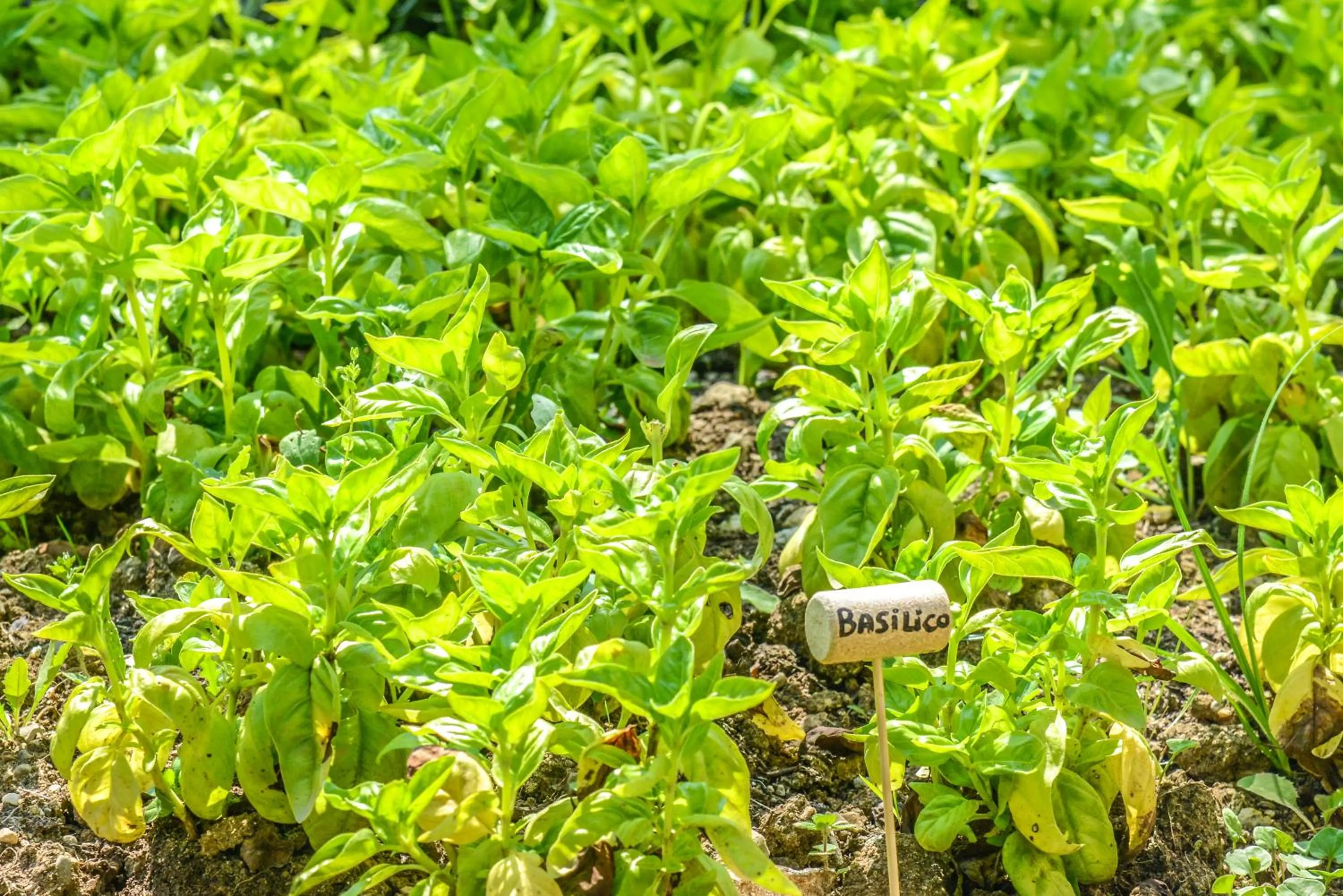 Garden in Hotel Riel