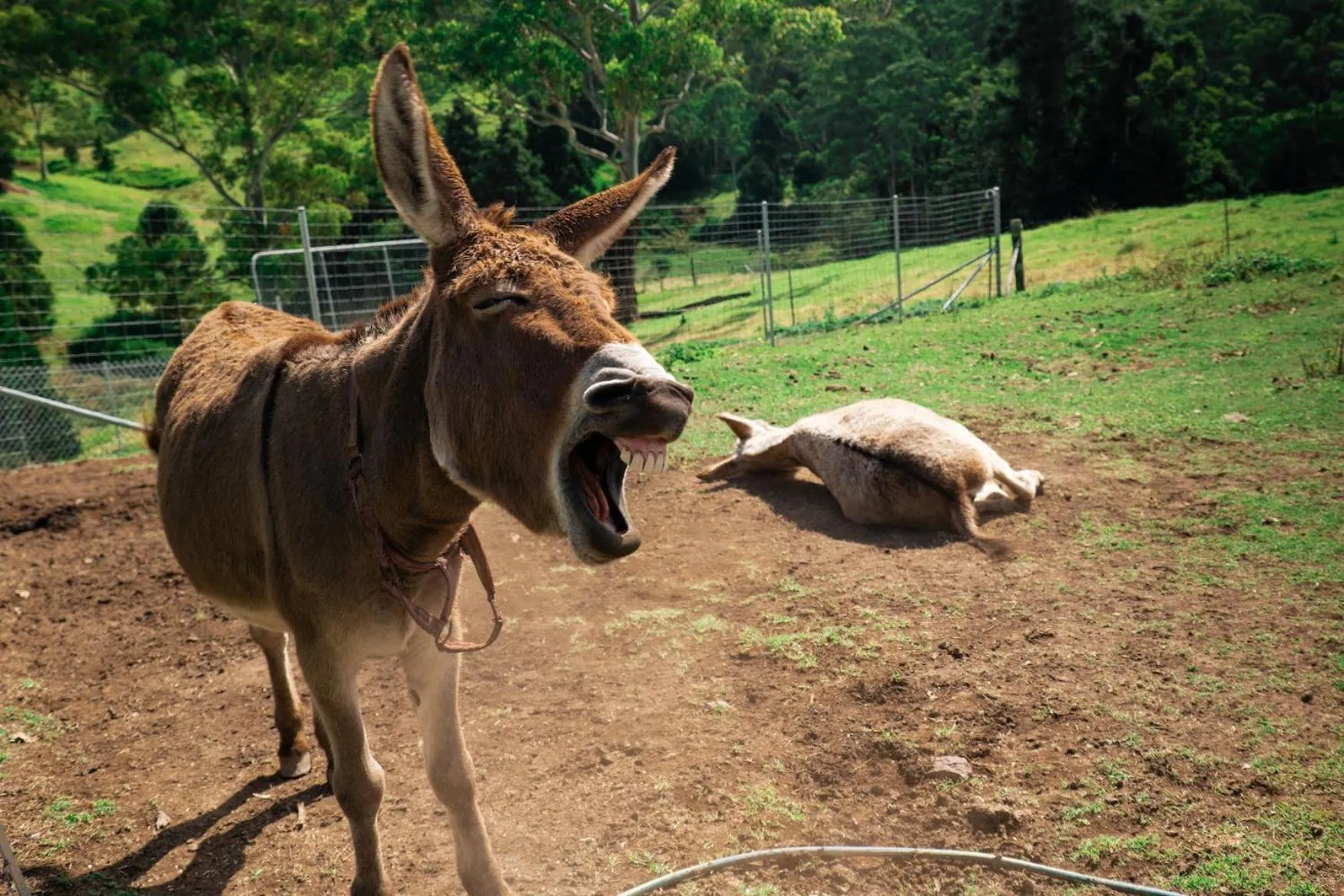 Animals in Whispering Valley Cottage Retreat