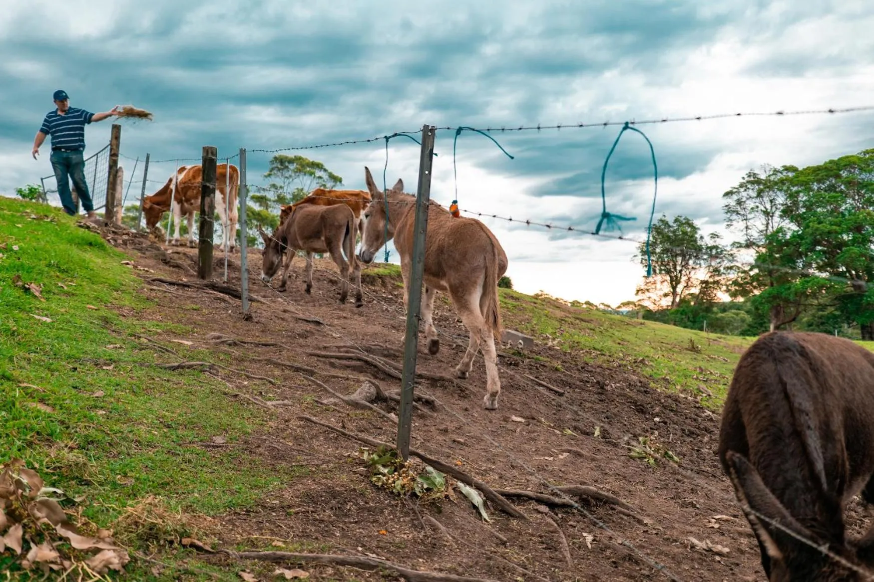 Animals in Whispering Valley Cottage Retreat