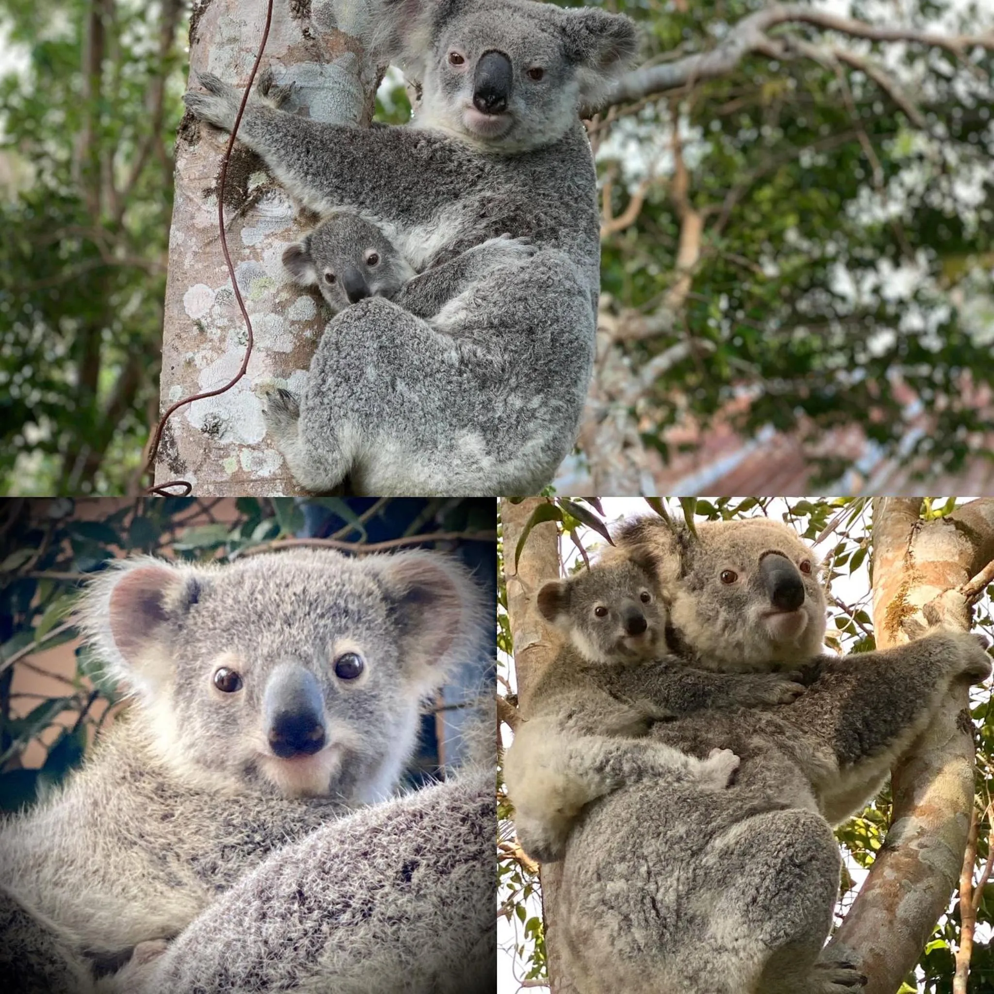 Natural landscape in Whispering Valley Cottage Retreat