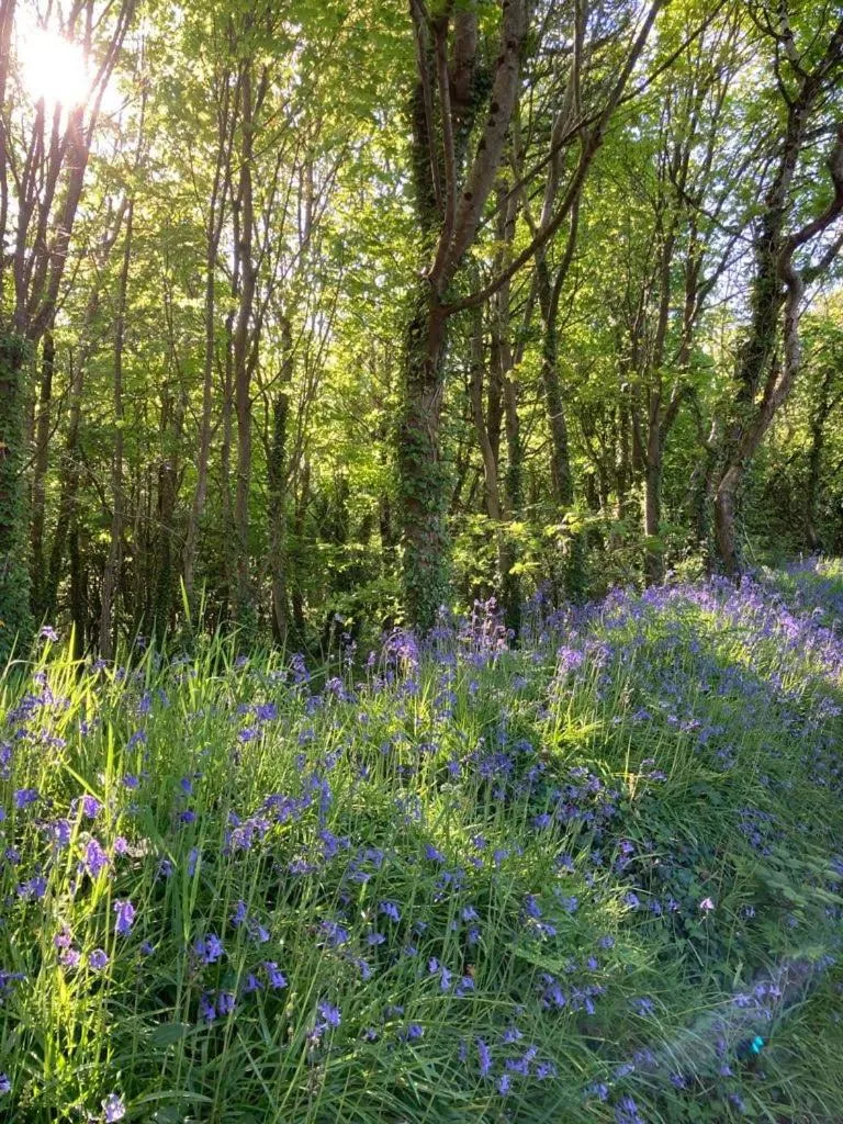 Natural landscape in Tresithick Vean Bed and Breakfast