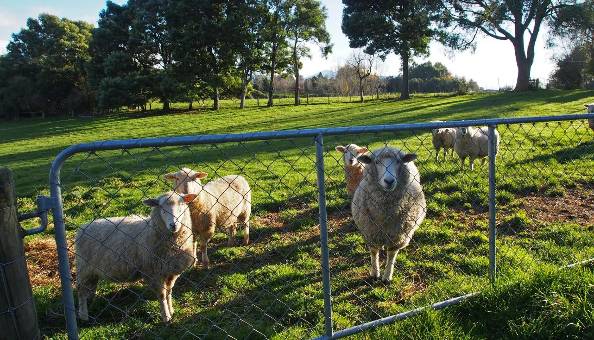 Animals in Kotare BandB