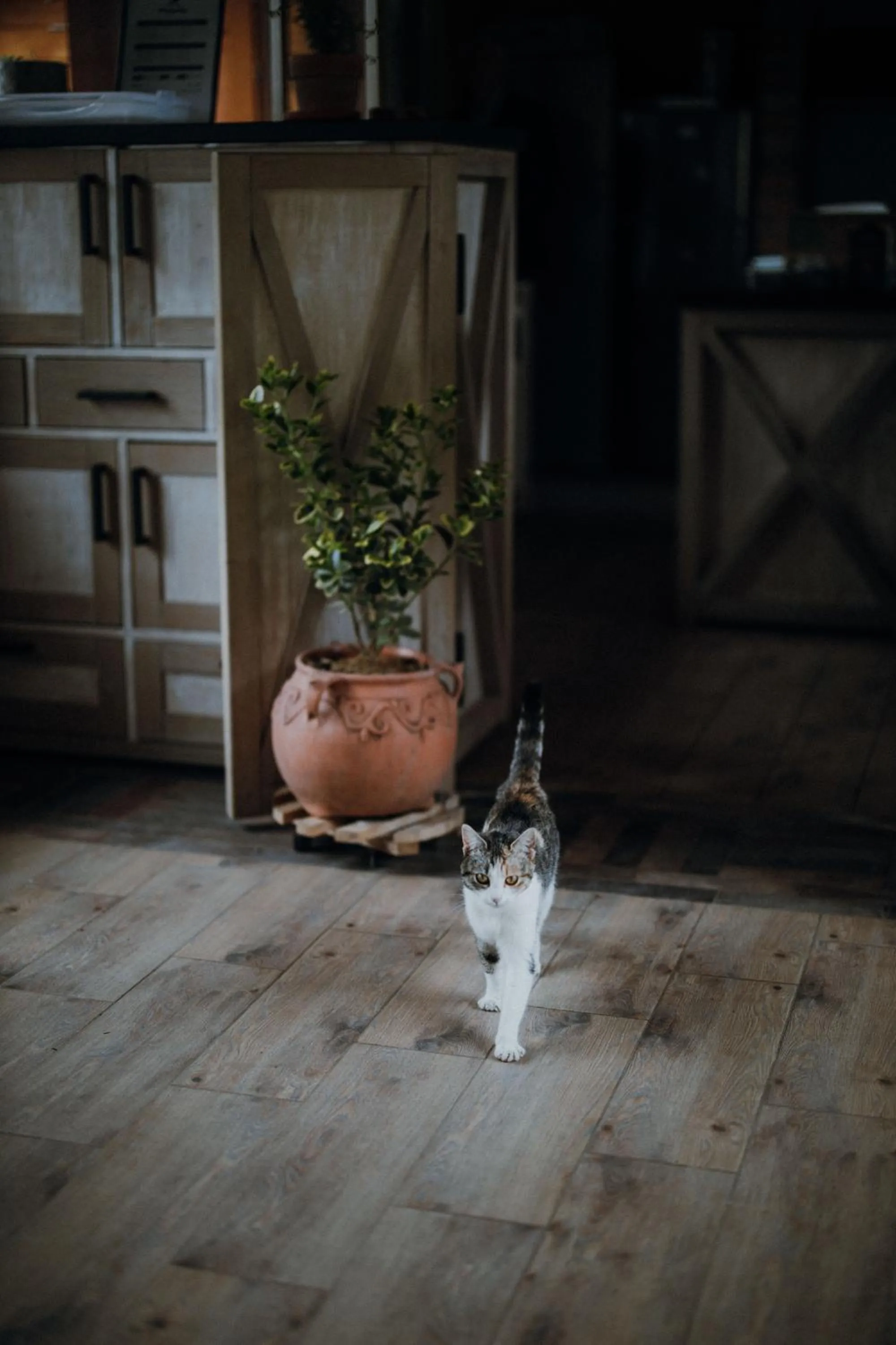 Property building in Vidra Park