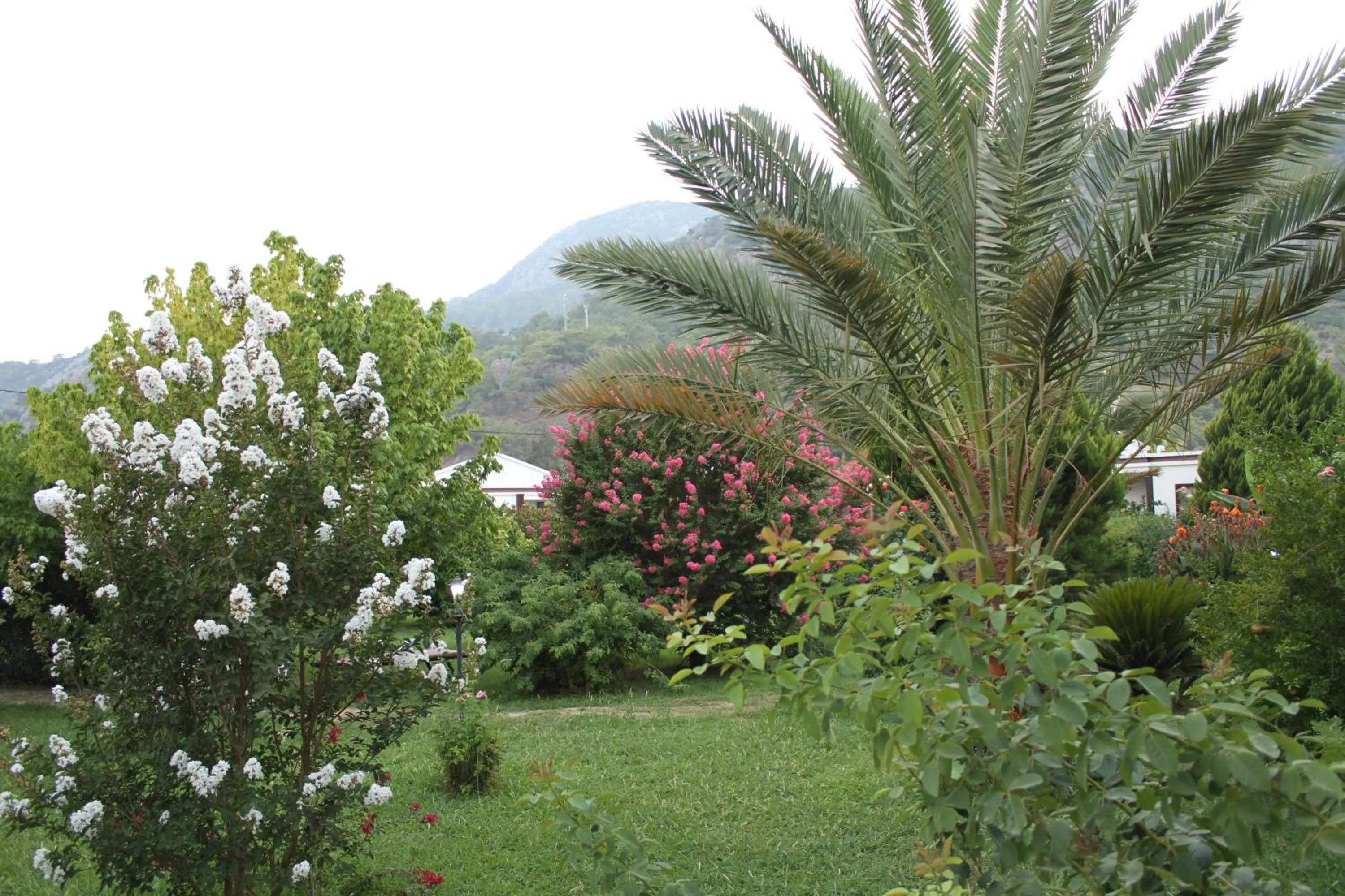Spring in Hemerans Anatolia