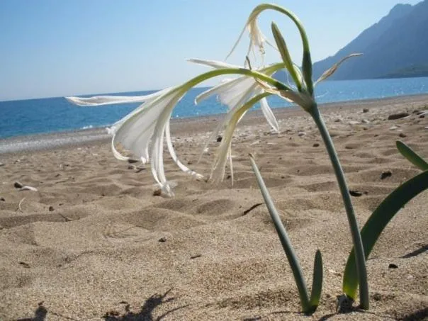 Day in Hemerans Anatolia