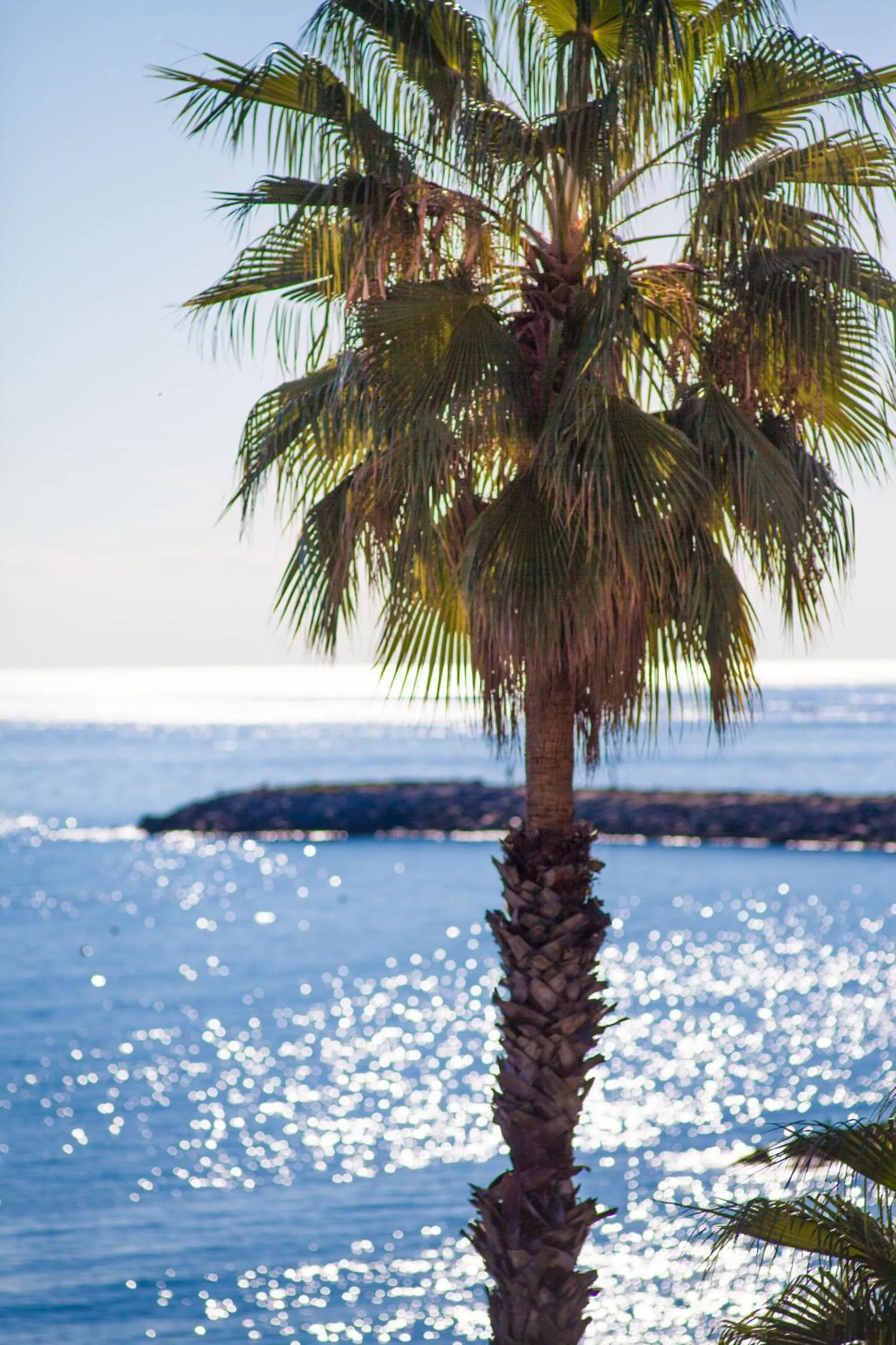 Sea view in Hotel Golfo e Palme