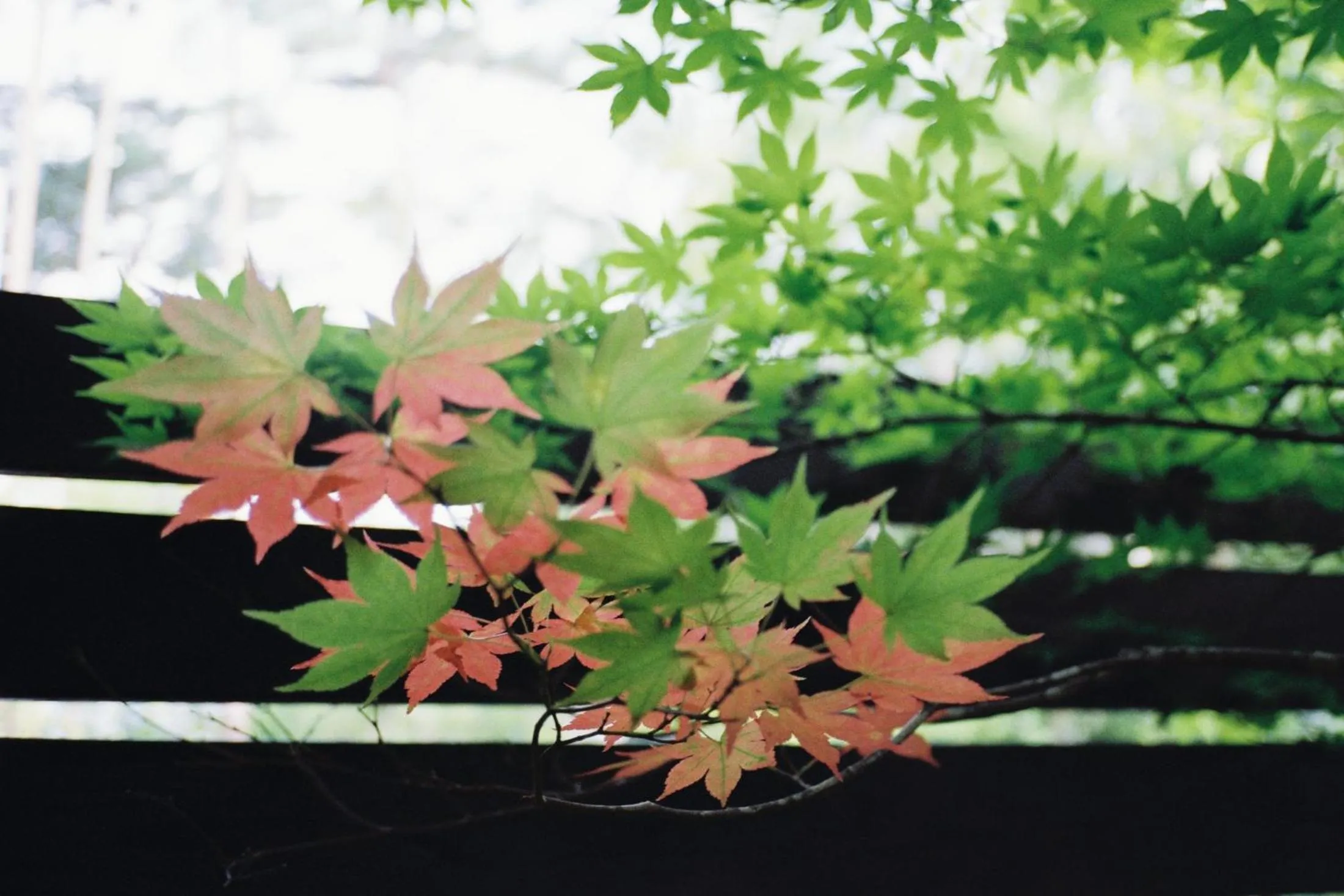 Property building in Karuizawa Forest Seasons Villa