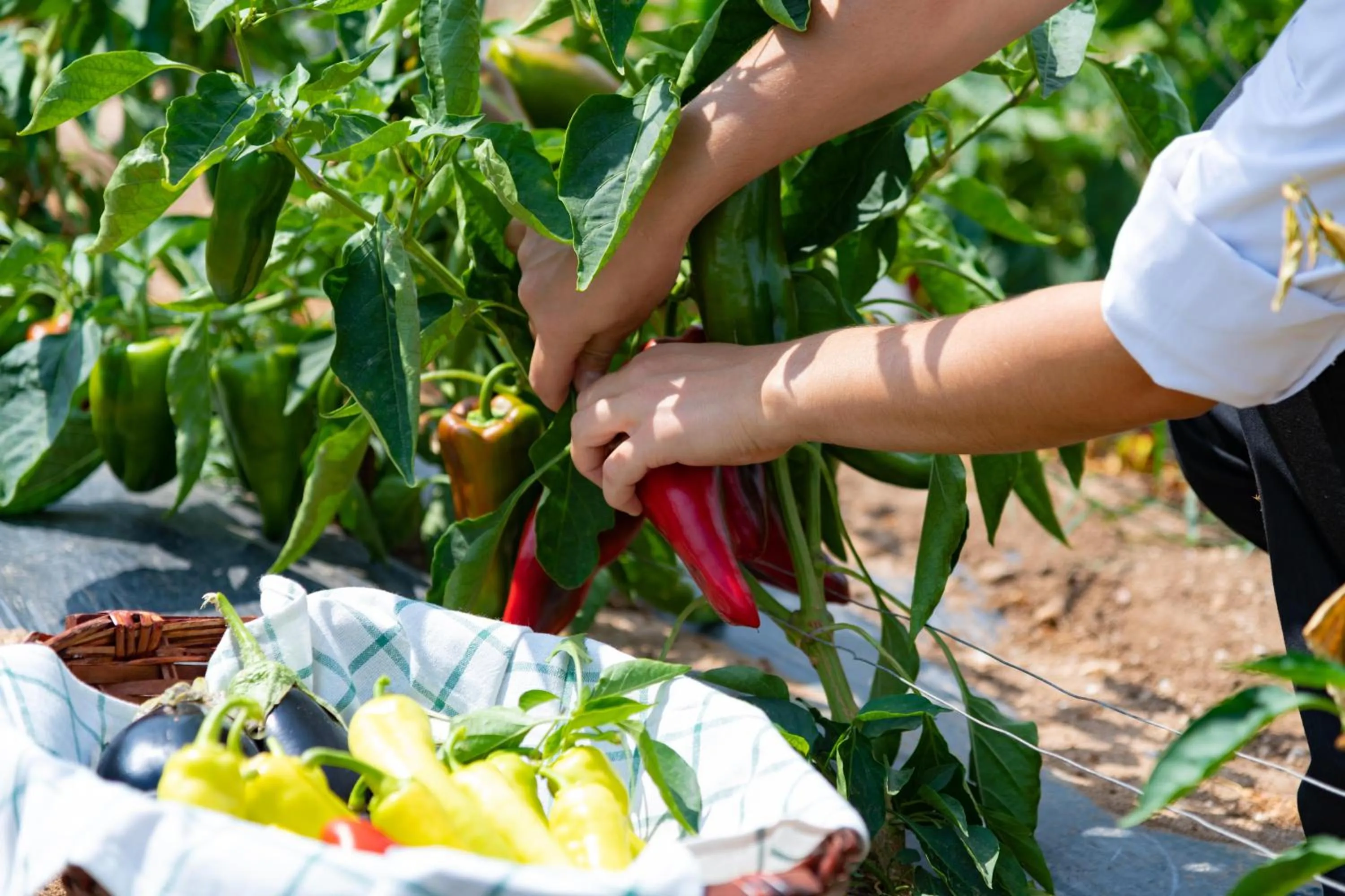 Restaurant/places to eat in Potidea Palace Hotel