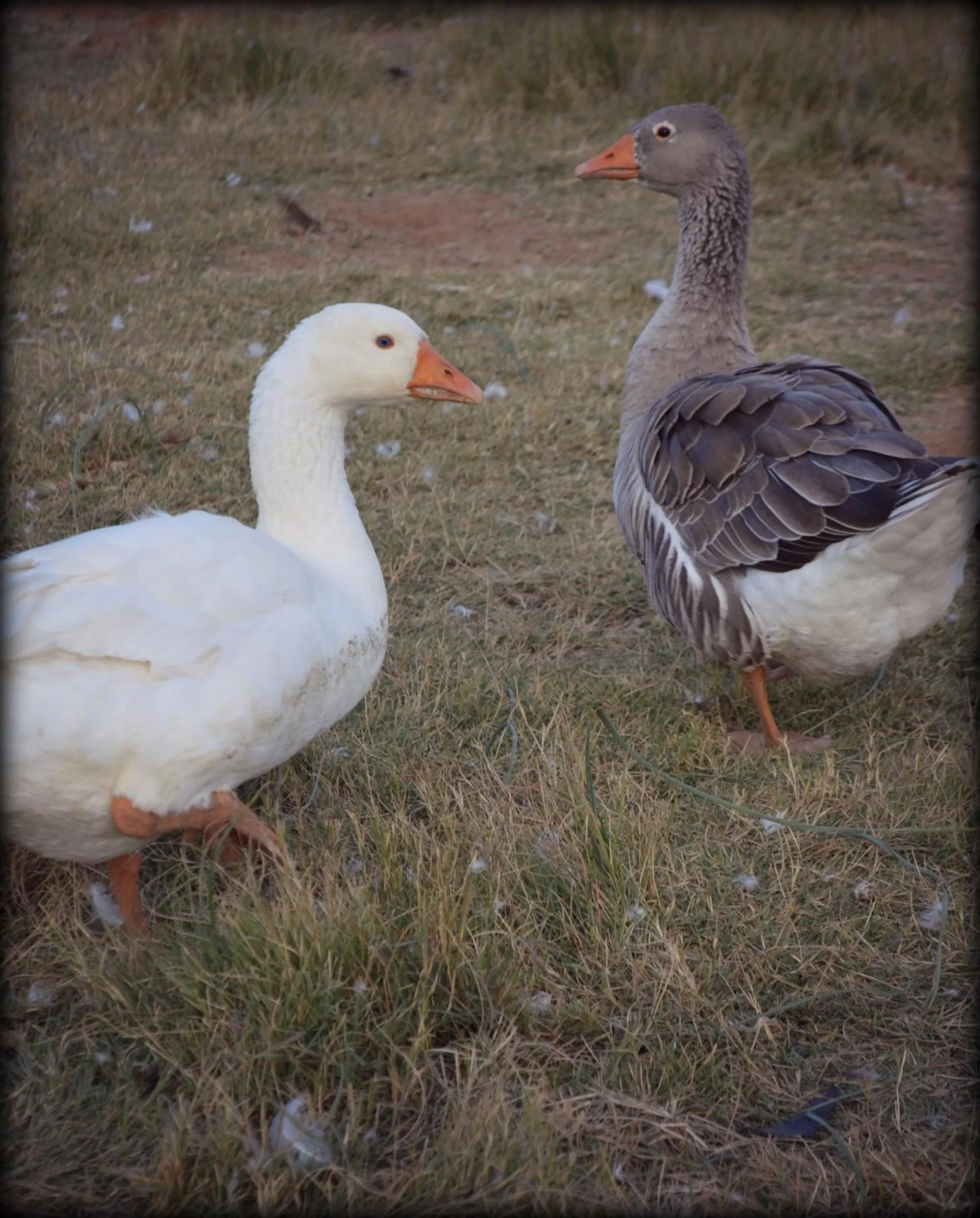 Animals in De Stallen Guest Villas and Golf Course