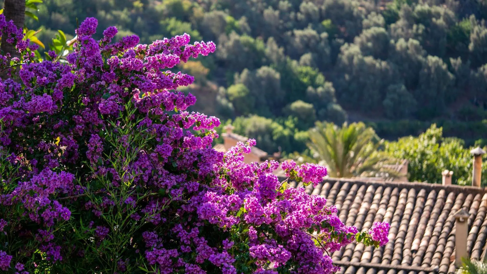 Natural landscape in Hotel Can Verdera