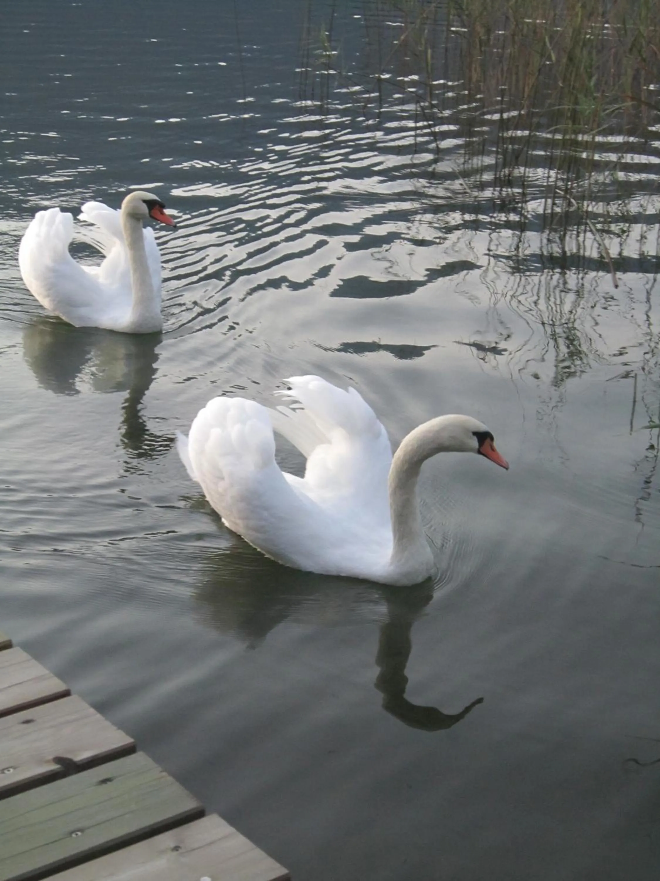 Animals in Seehaus Karantanien am Ossiacher See