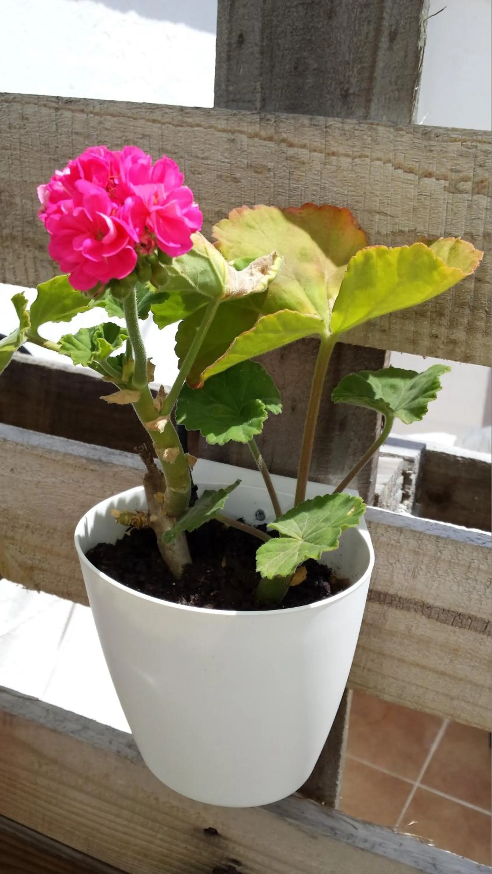 Other in Loulé Coreto Hostel