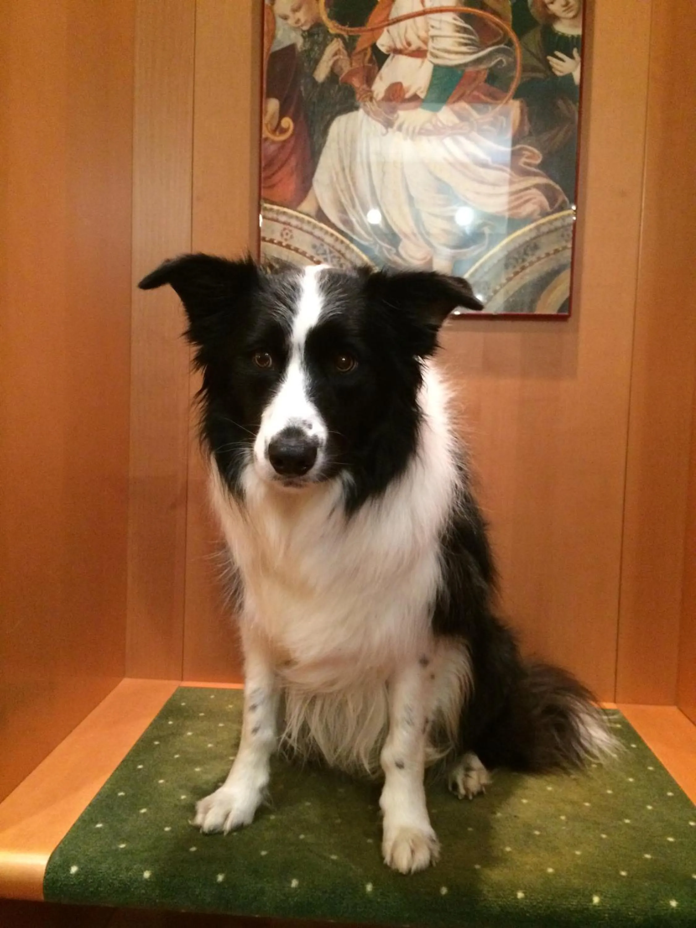 Pets in Hotel Della Rotonda