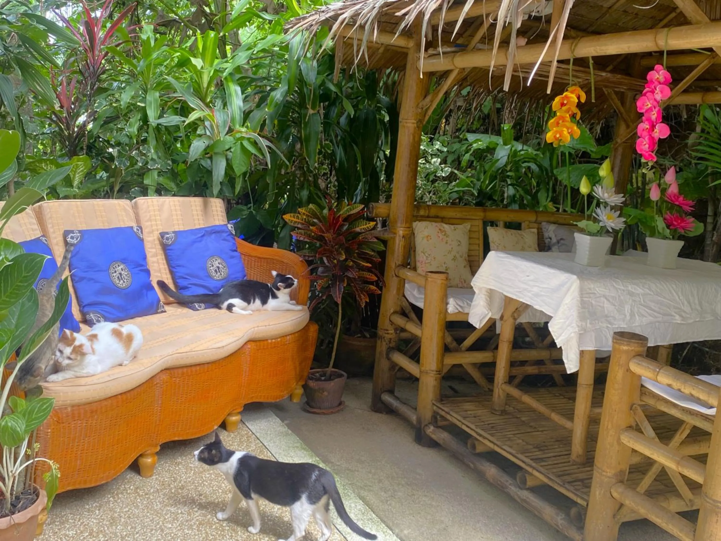 Garden in OASIS VILLA Karon Beach