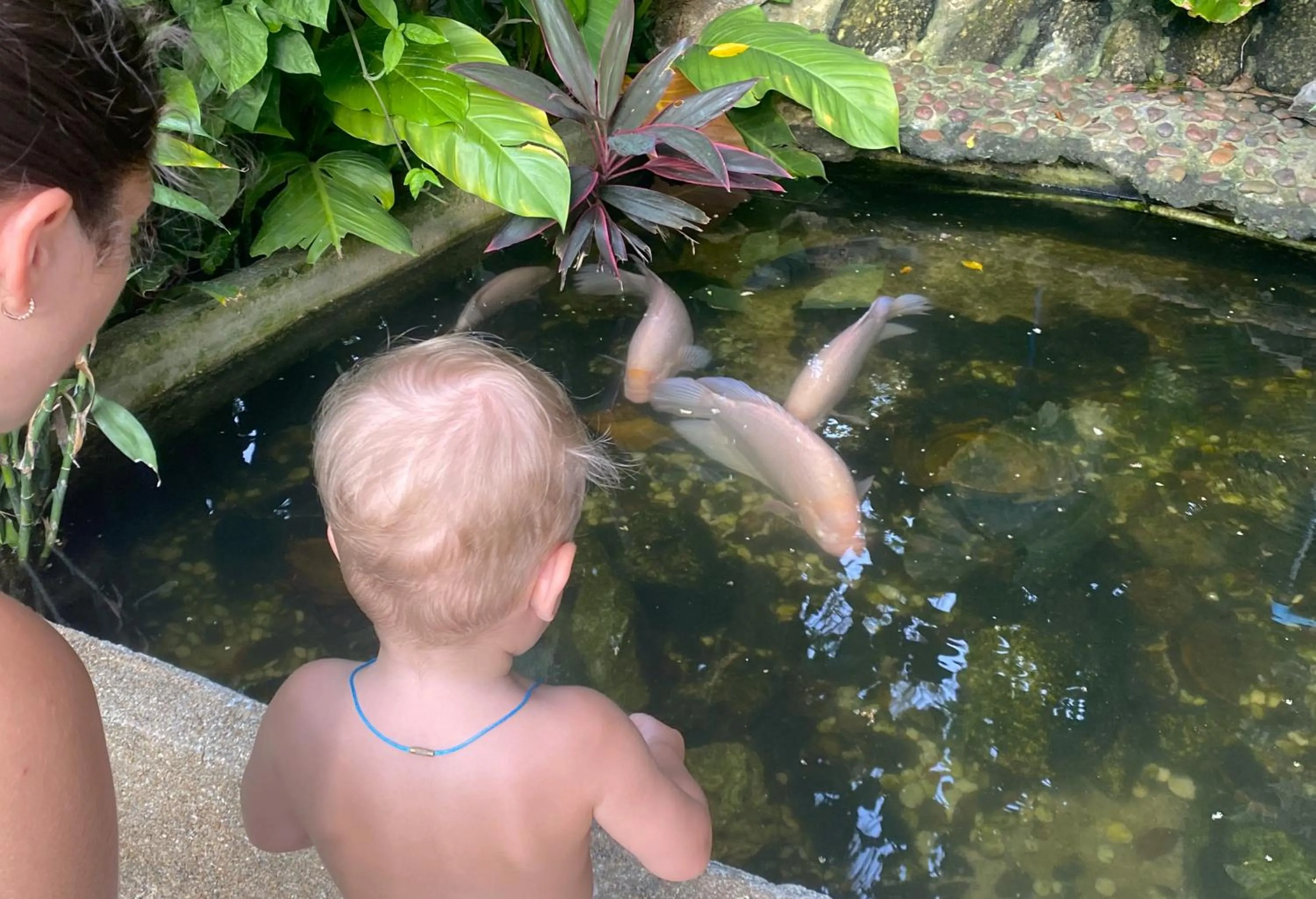 Pets in OASIS VILLA Karon Beach