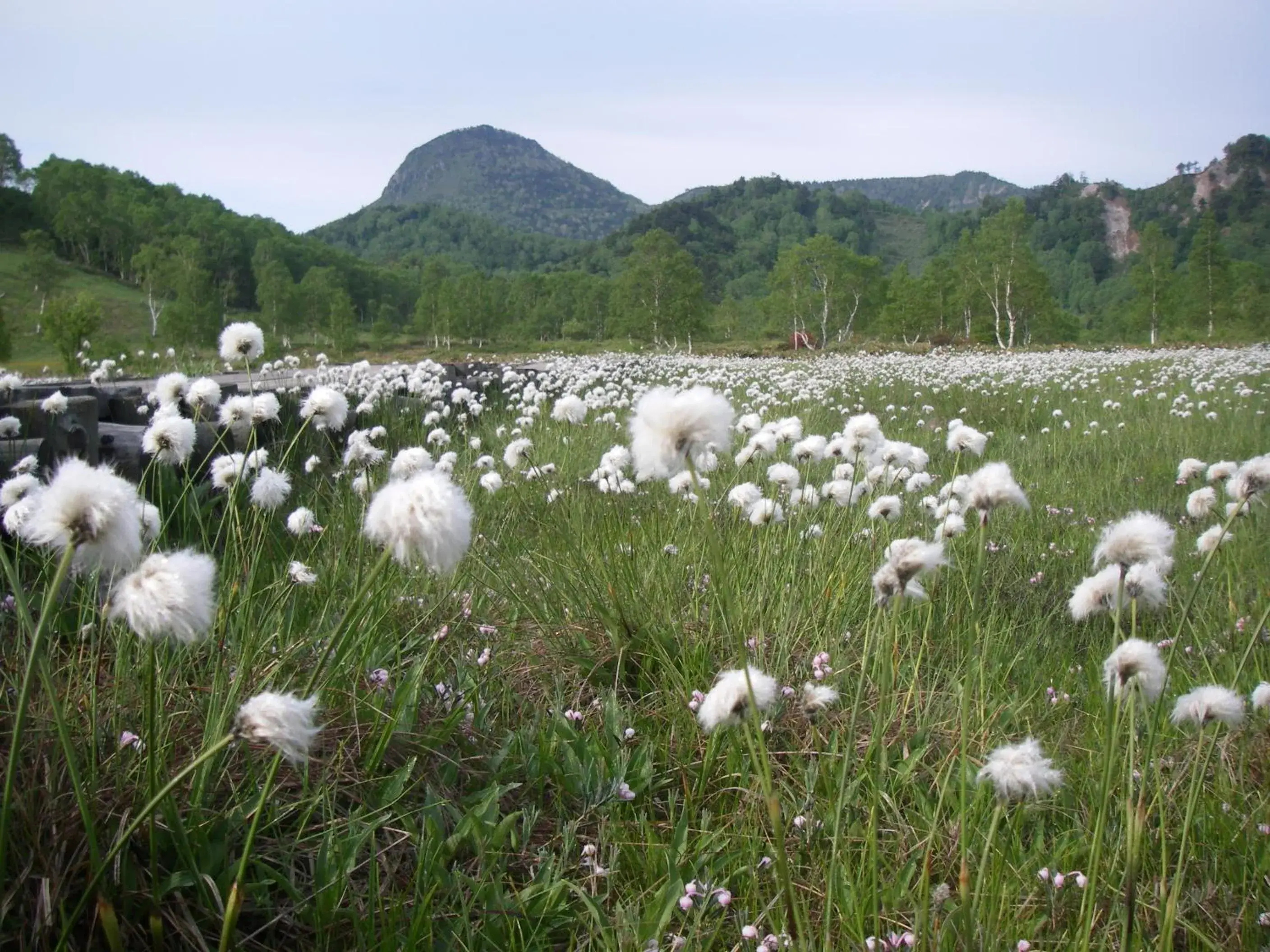 Spring, Other Animals in Hotel Japan Shiga