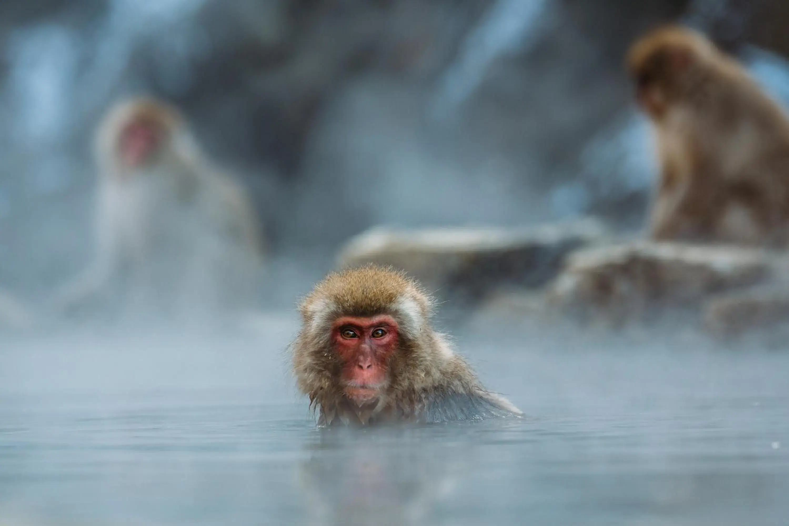 Other, Other Animals in Hotel Japan Shiga