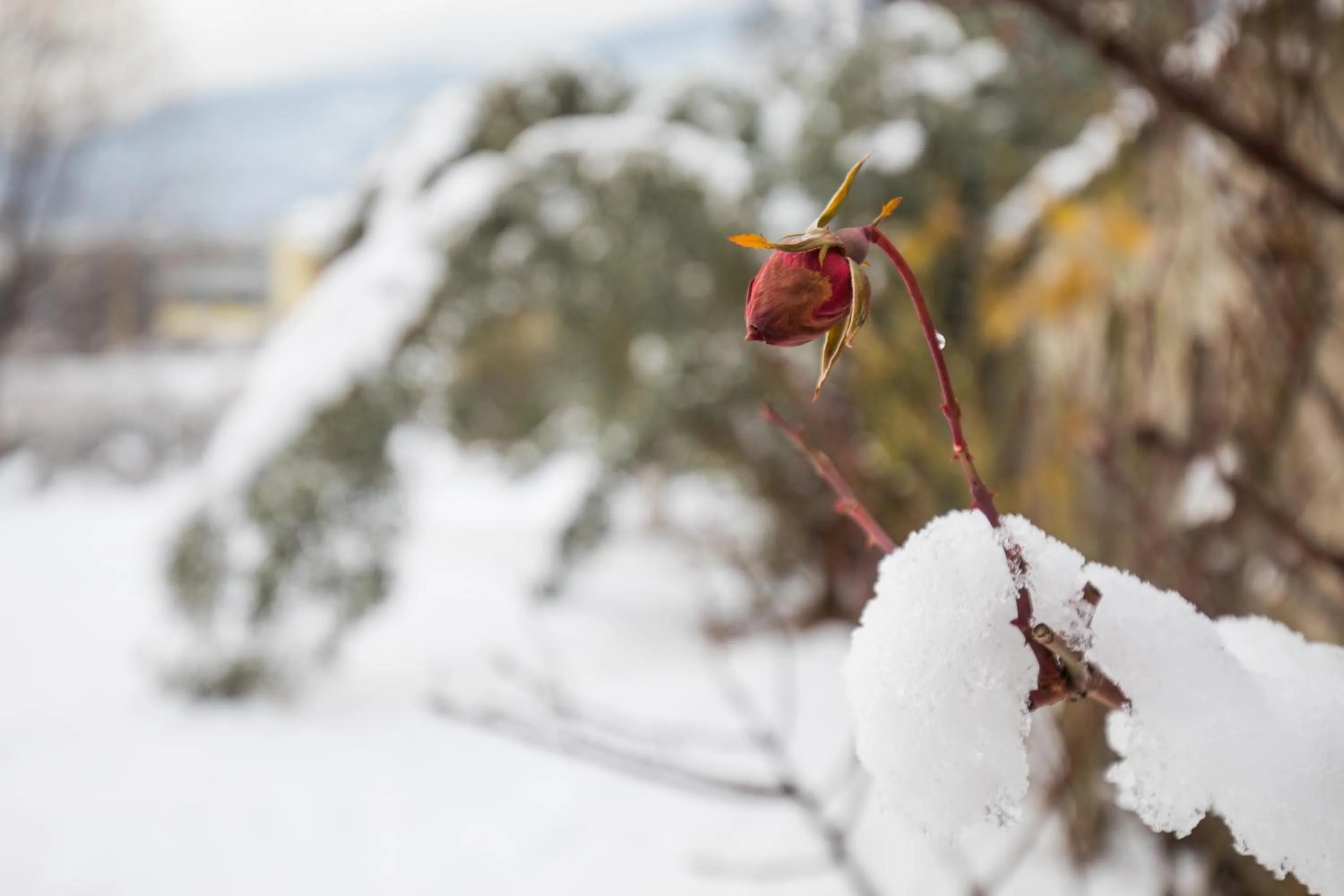 Winter in Hotel Elephant