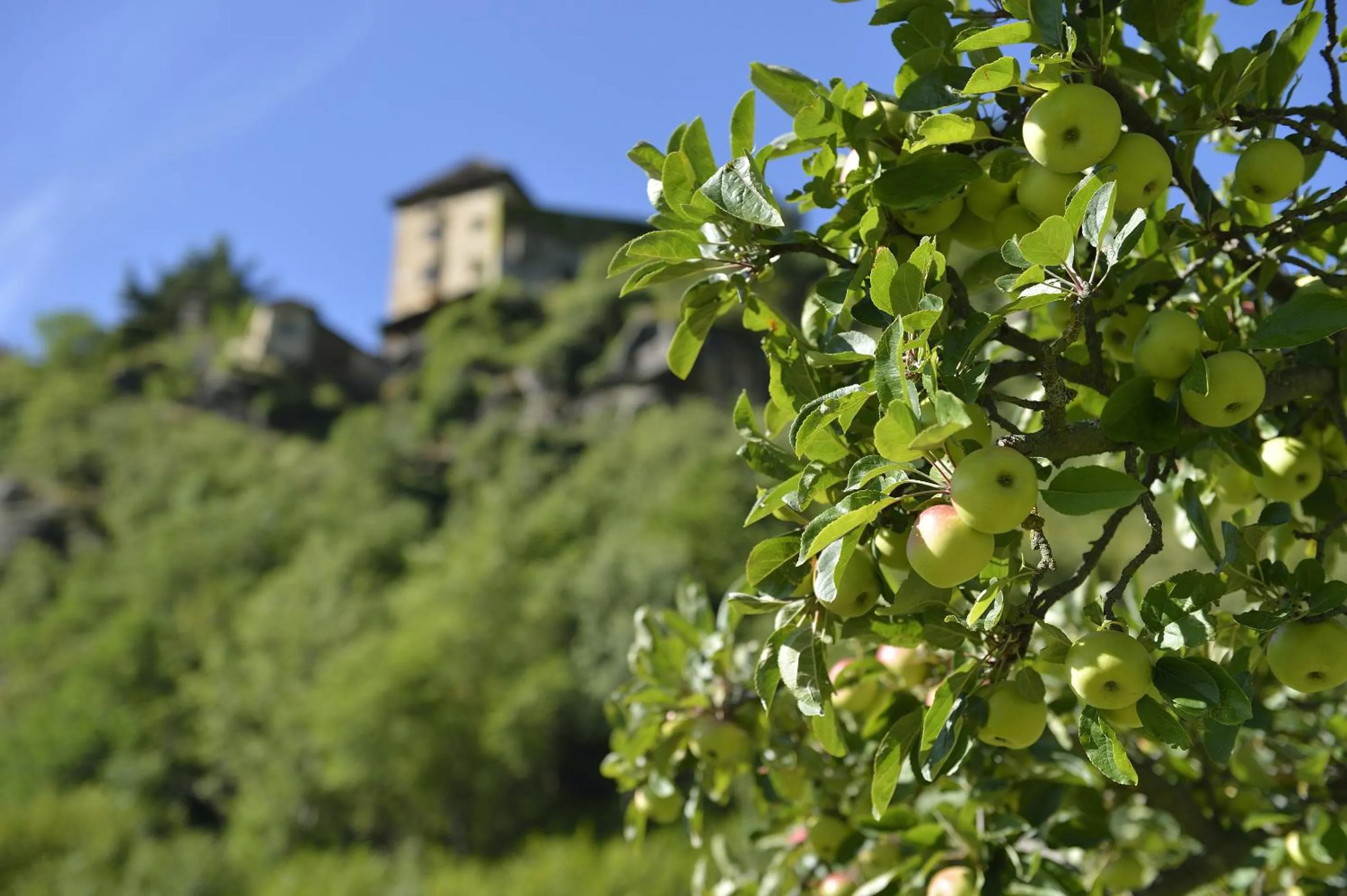 Hiking in Wohlfühlhotel Mei Auszeit